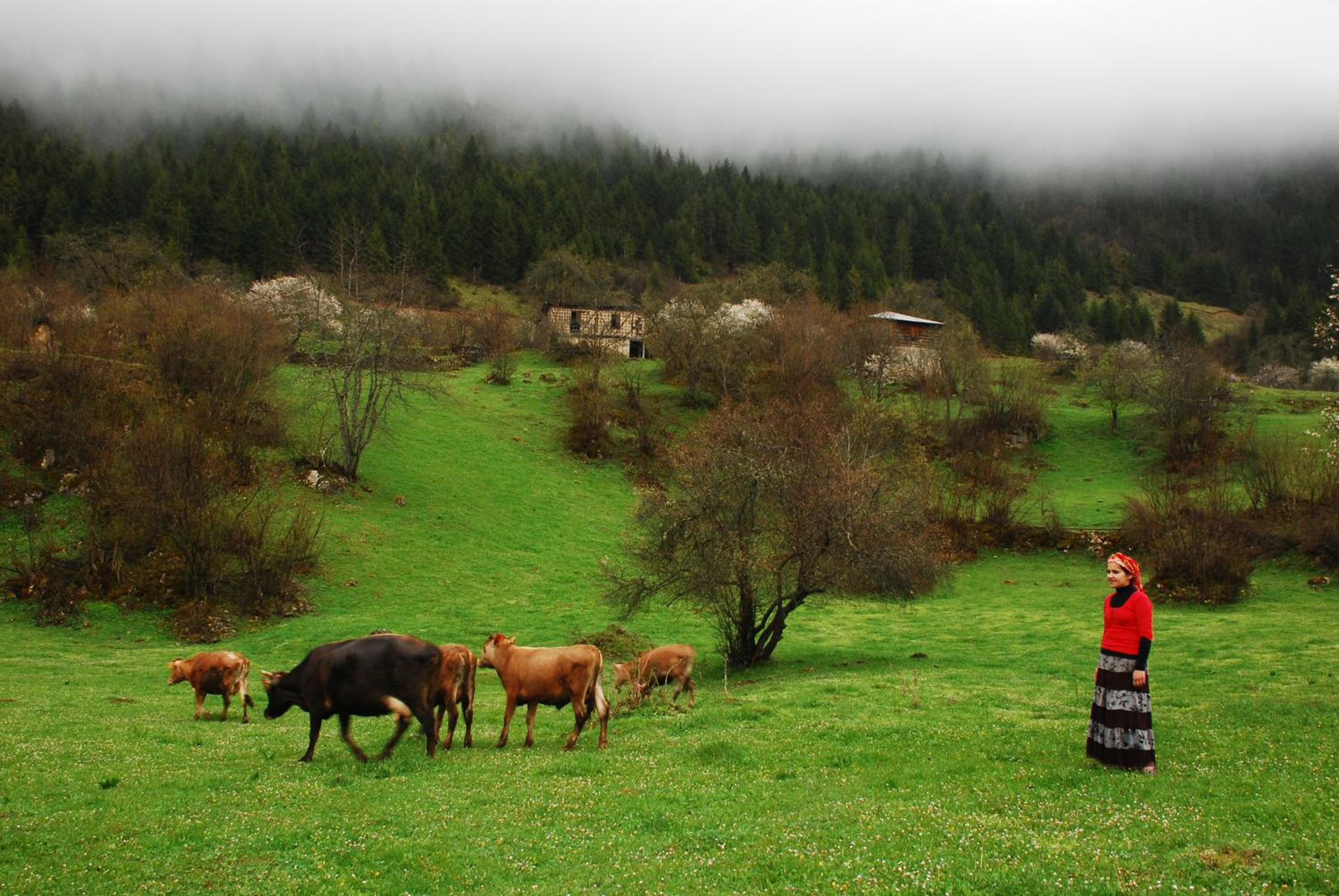Süllü Dağ Evi