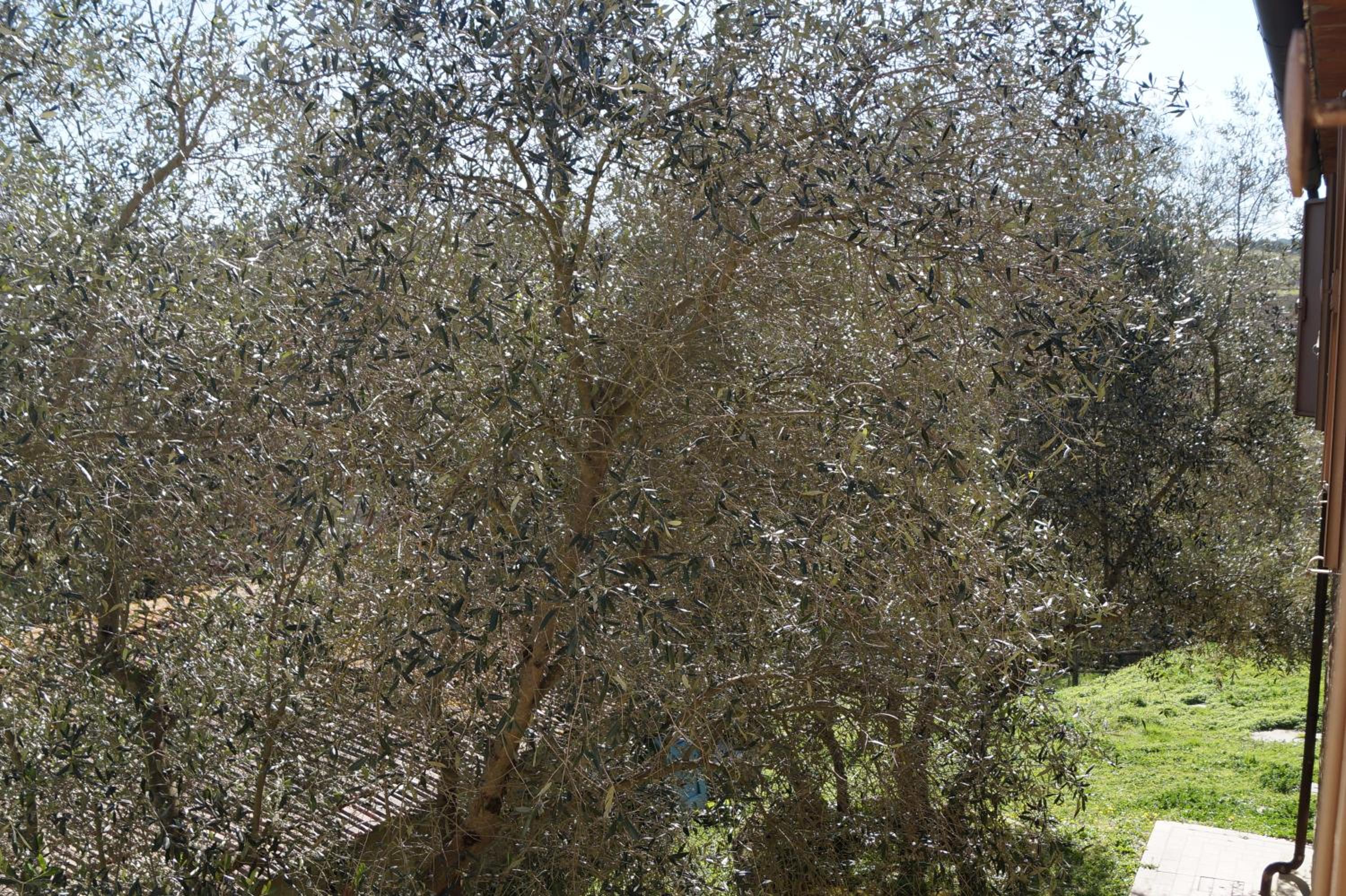 Agriturismo Bonzalone