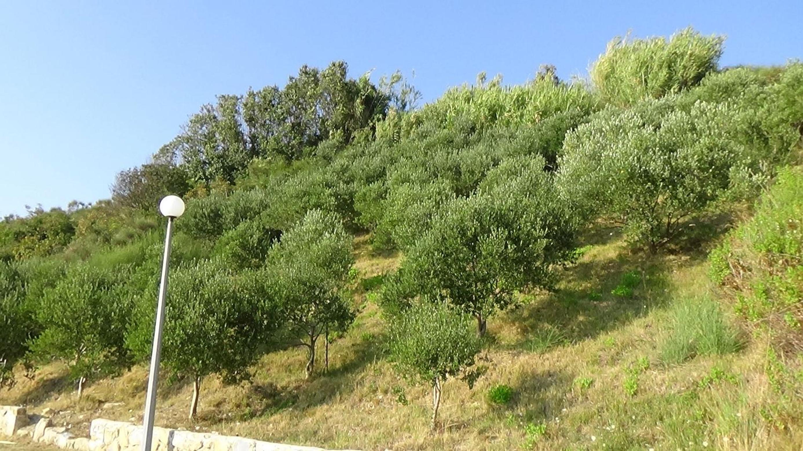 Photo 46