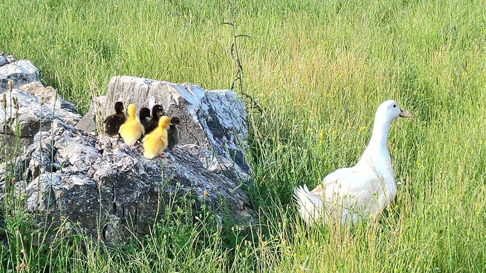 Photo 42