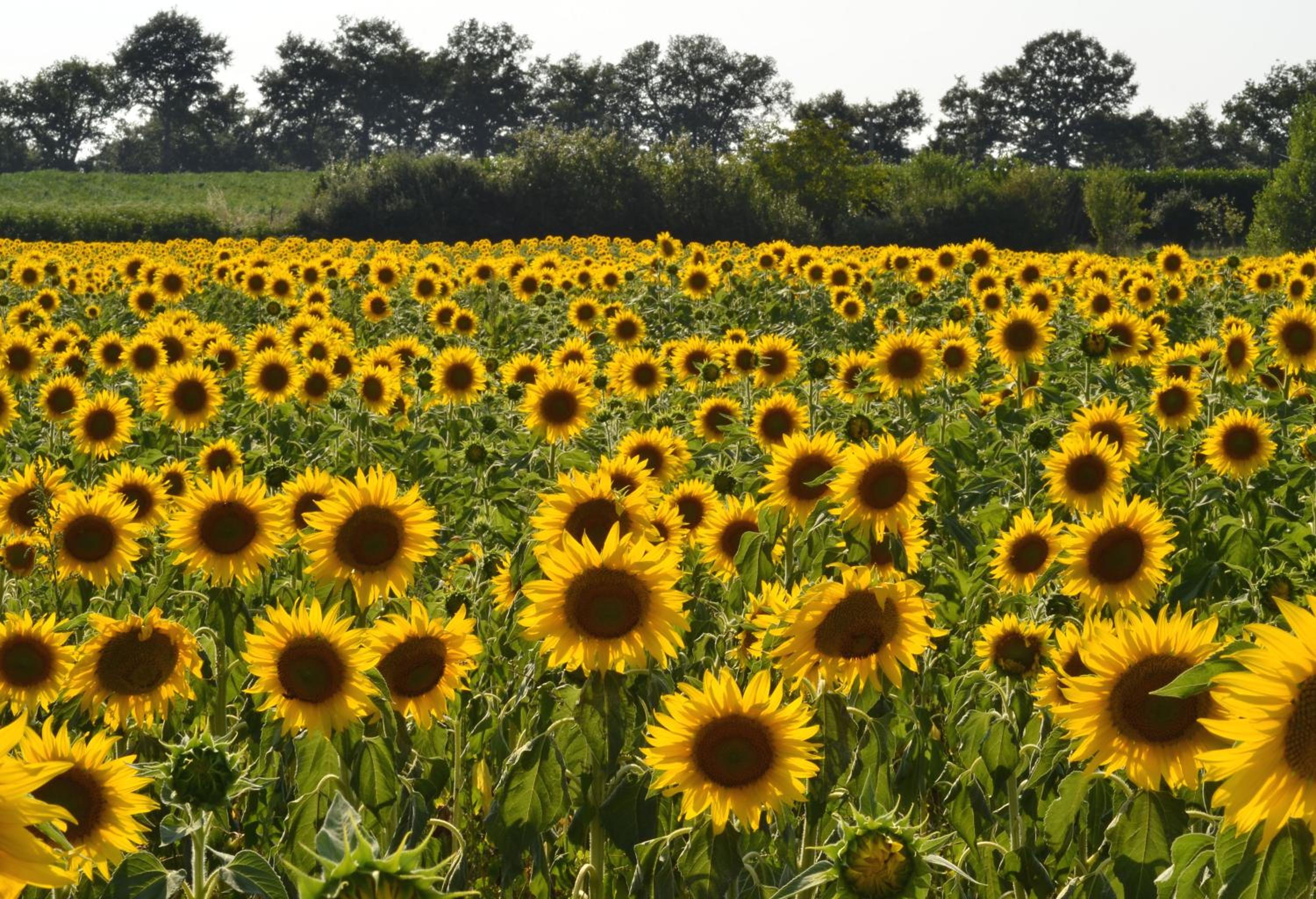 Agriturismo Sant'Angelo