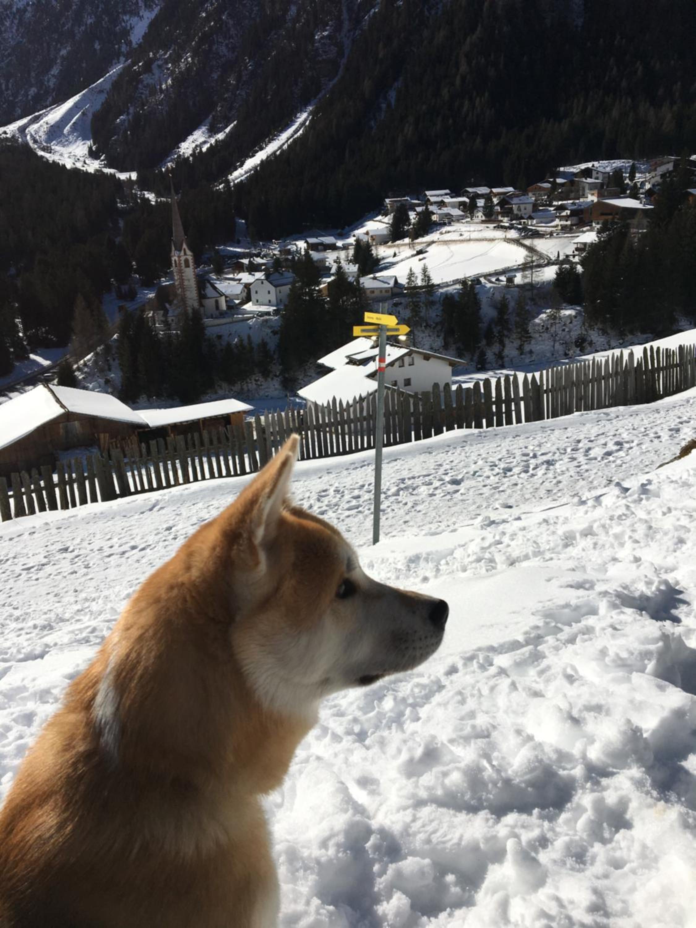 Pension Alpenrose