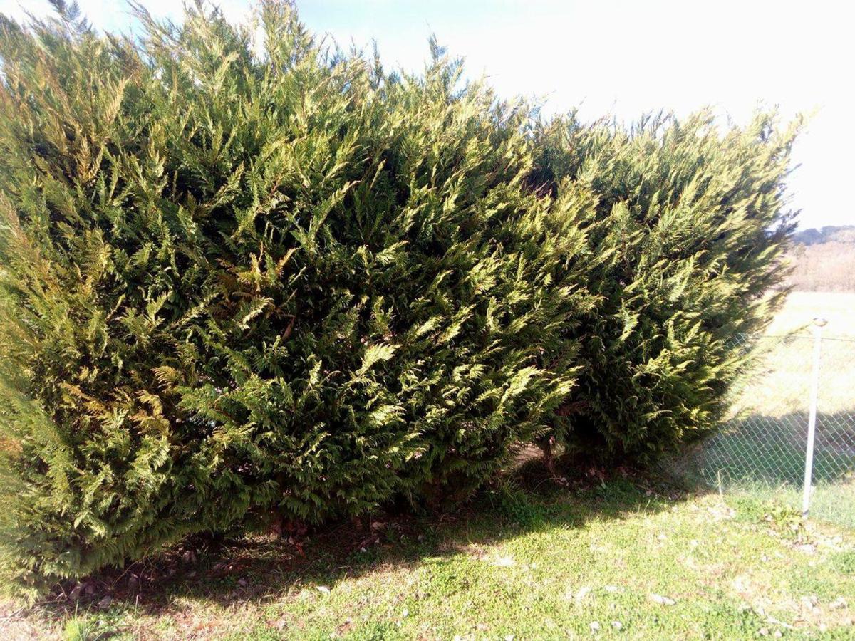 Photo 36