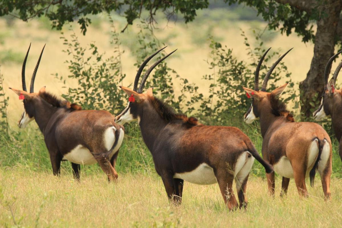 Limpopo Bushveld Retreat