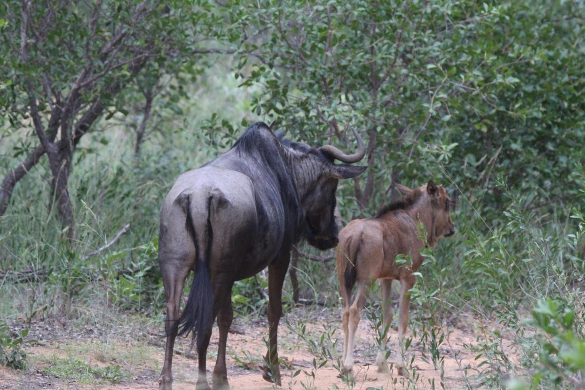 Limpopo Bushveld Retreat