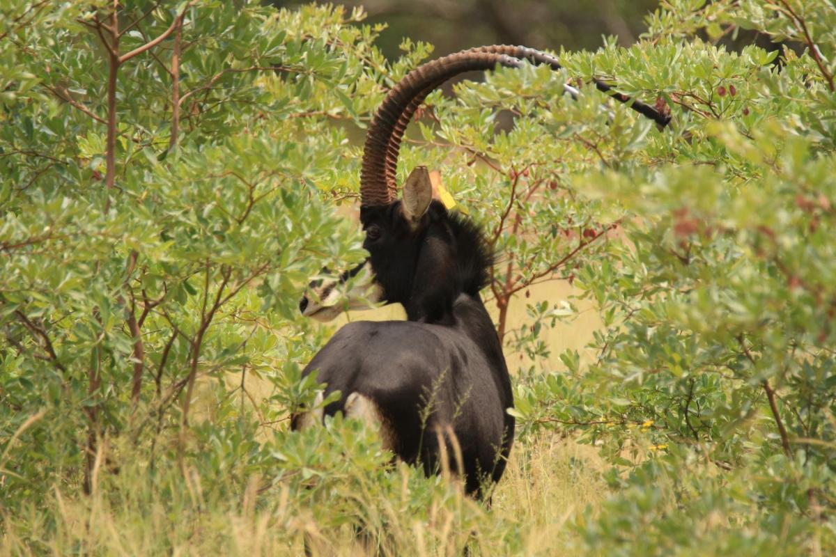 Limpopo Bushveld Retreat