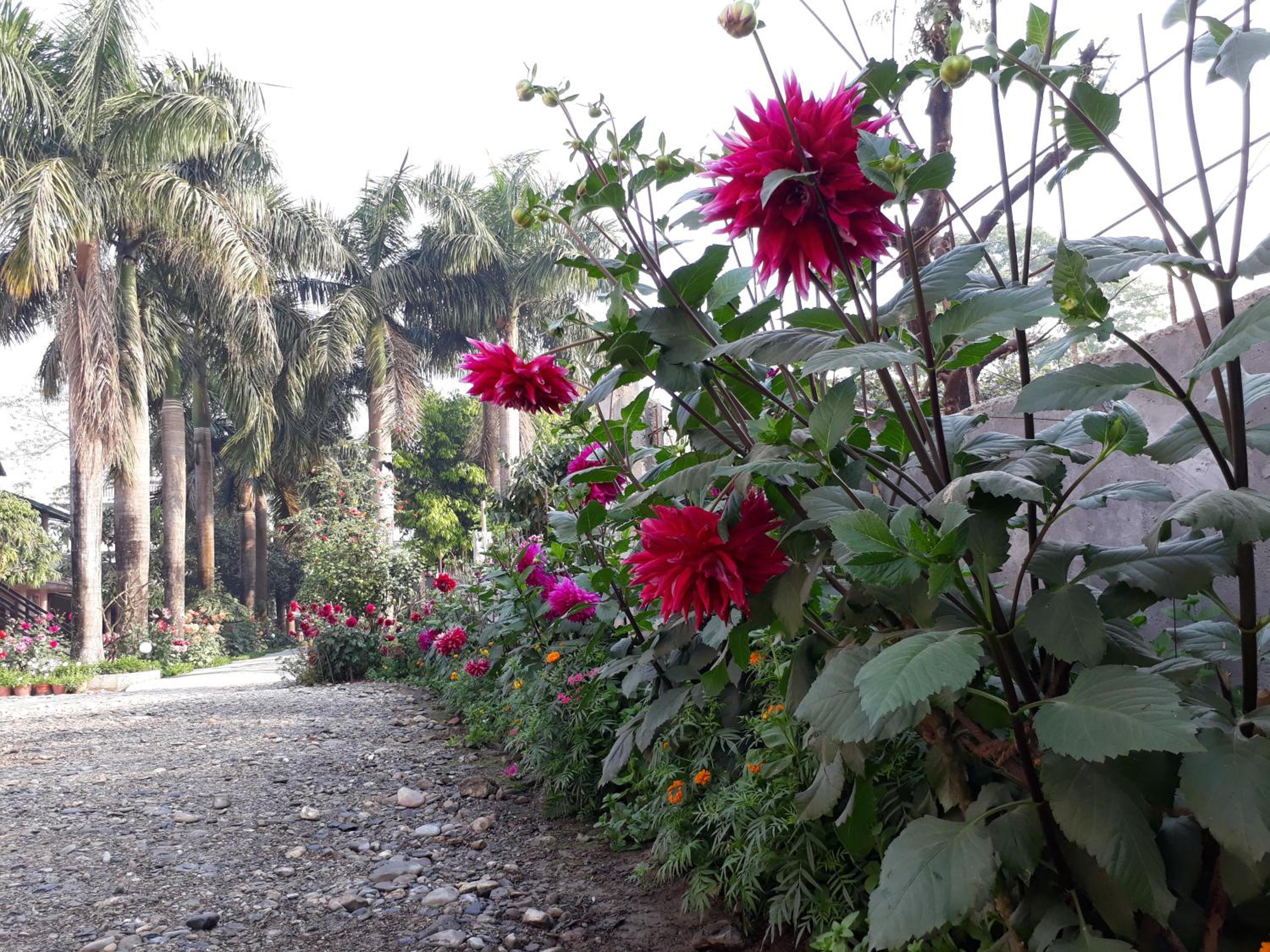 Sauraha Resort