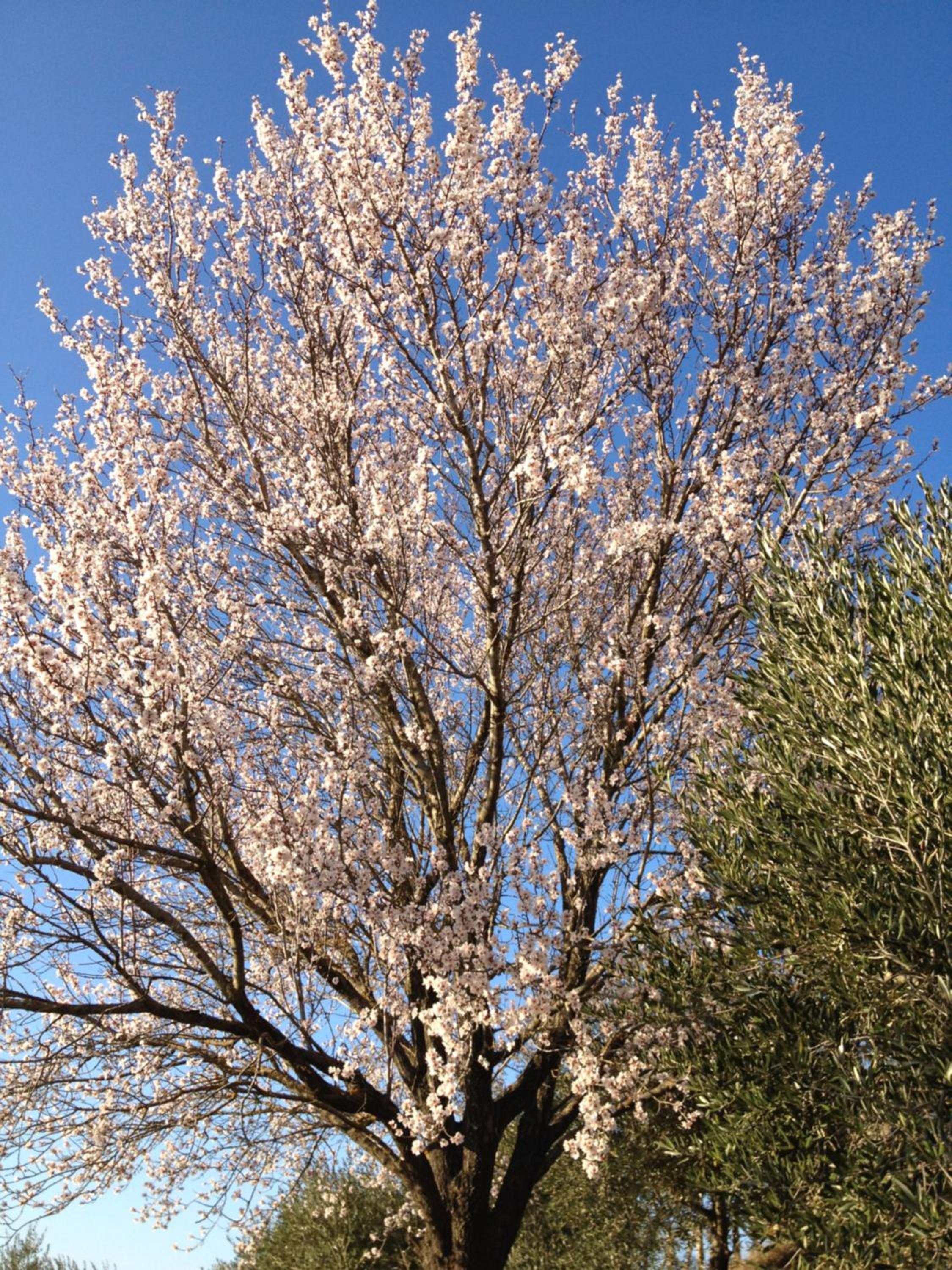 Il Poggio Delle Ginestre