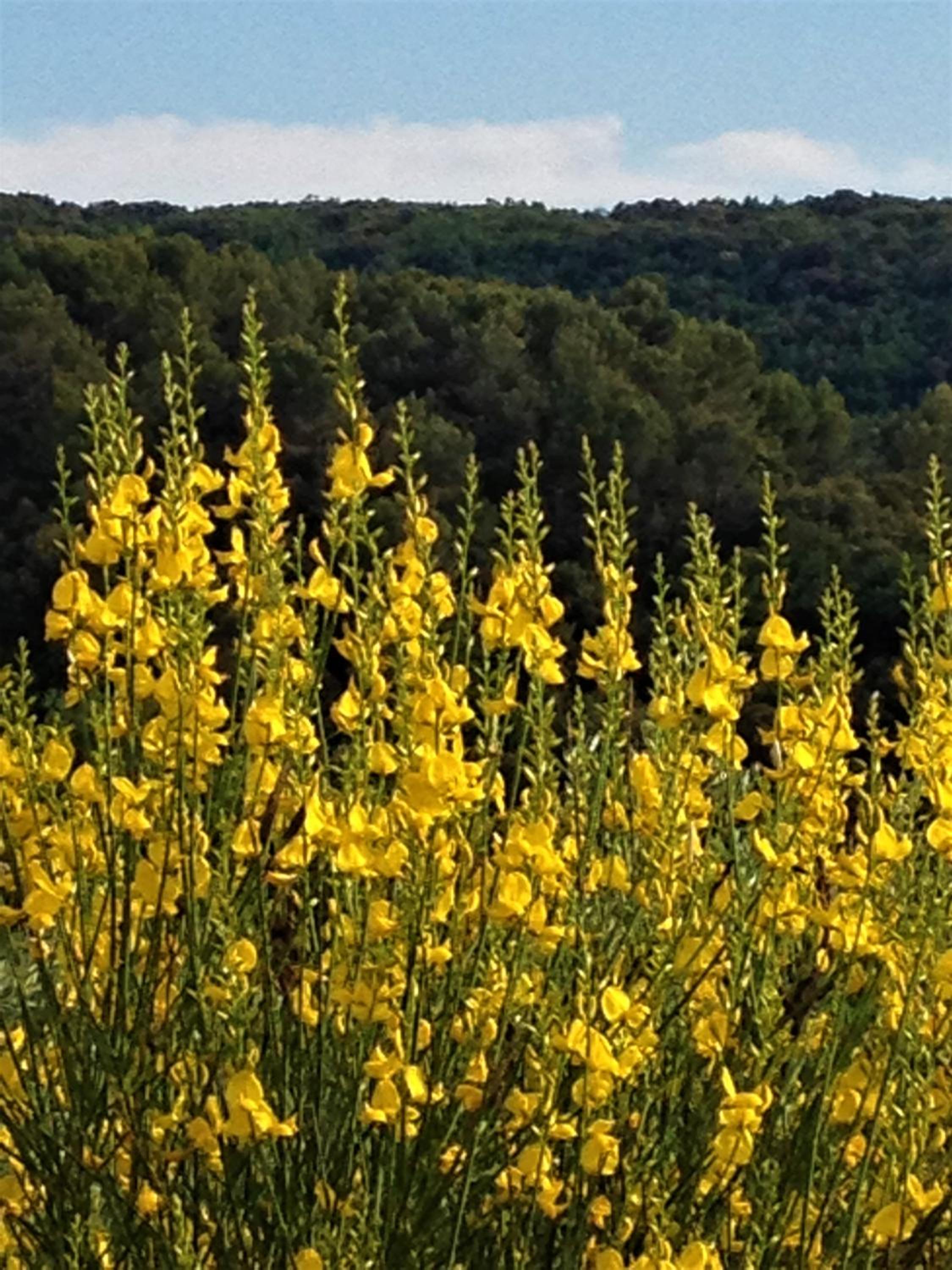 Il Poggio Delle Ginestre