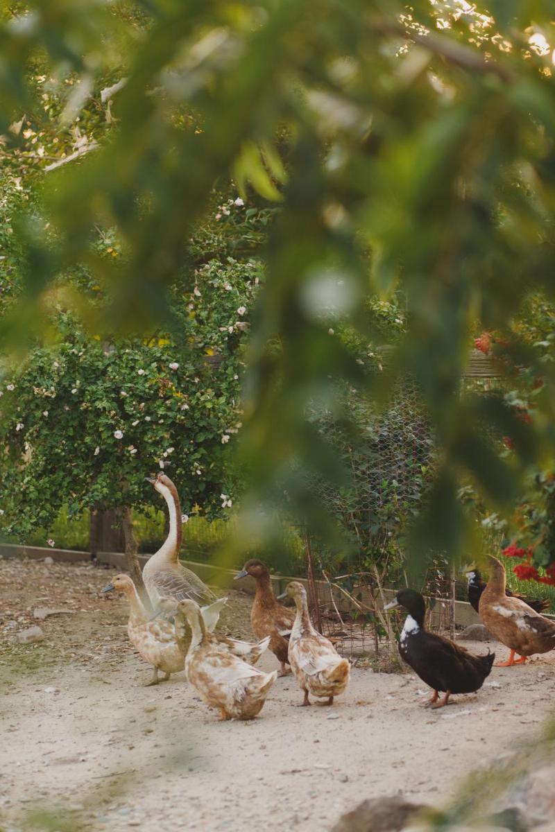 Duck Pond B&B Cottage