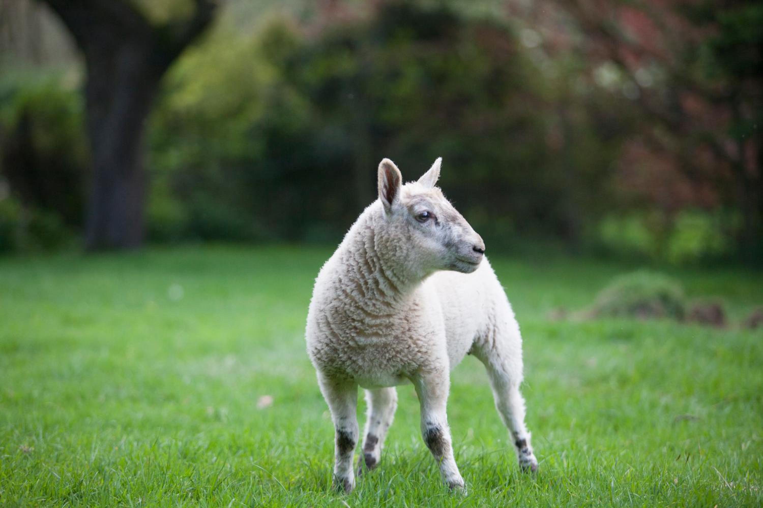 Stroud Vacations - Grigshot Apartment - Property Image 3