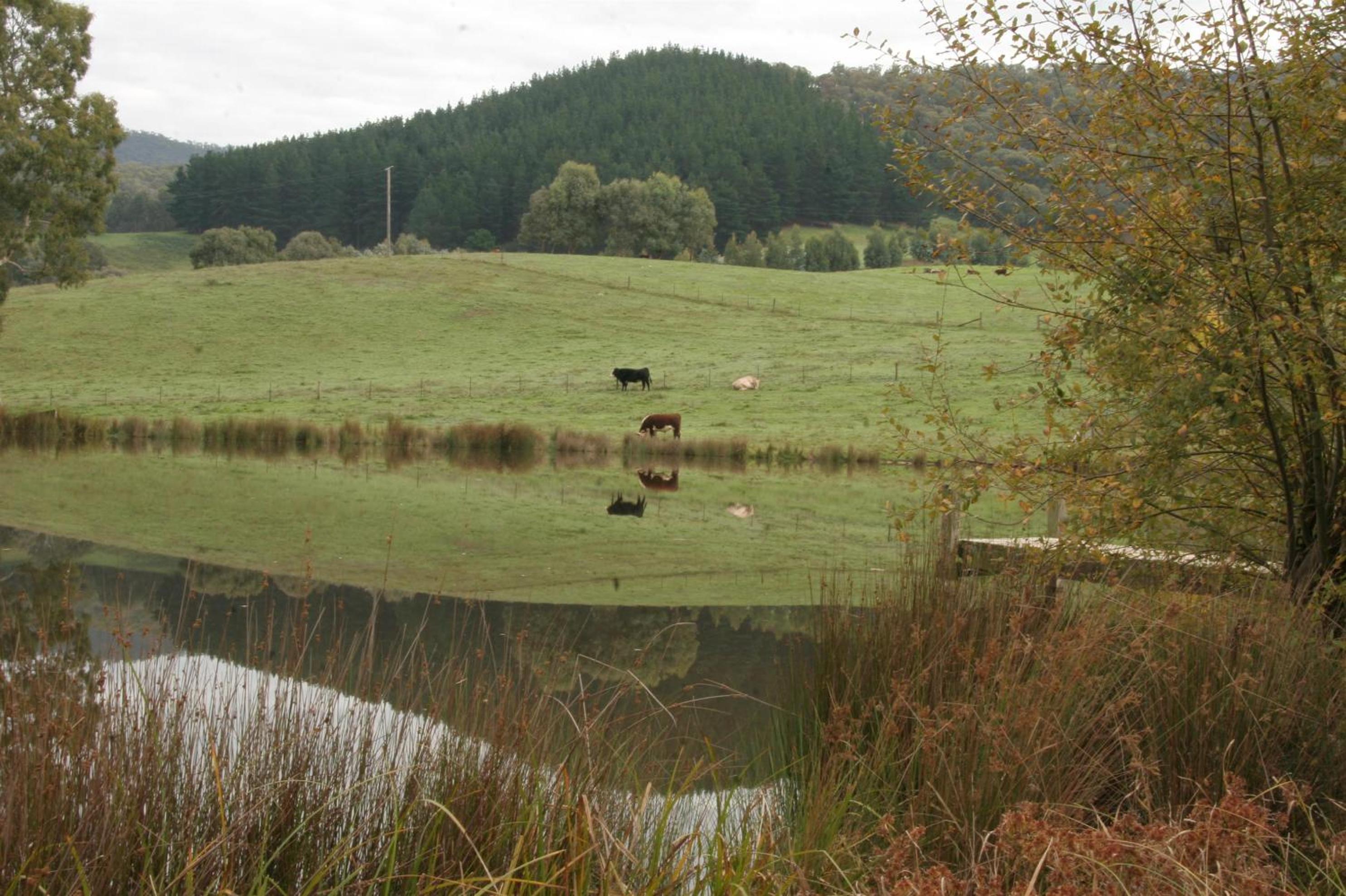 Jamieson Valley Retreat view 4