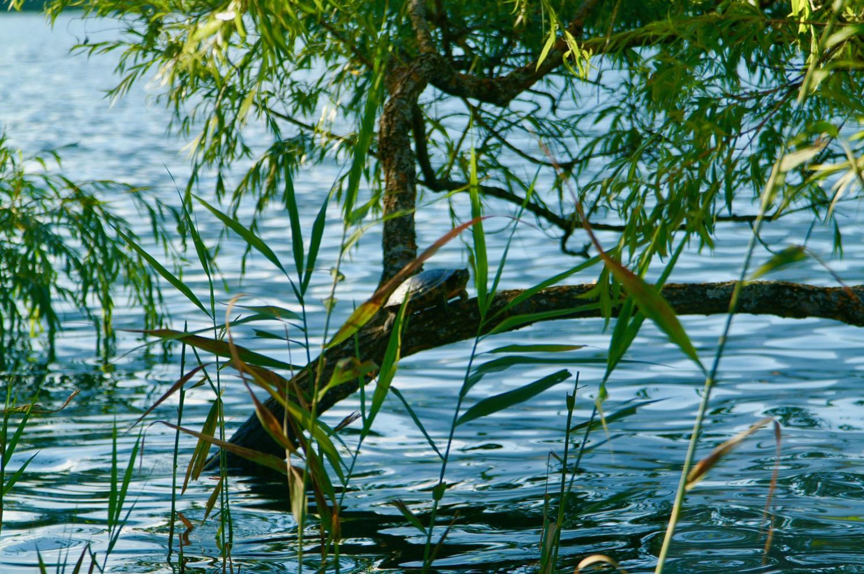 Waldstrand Berger