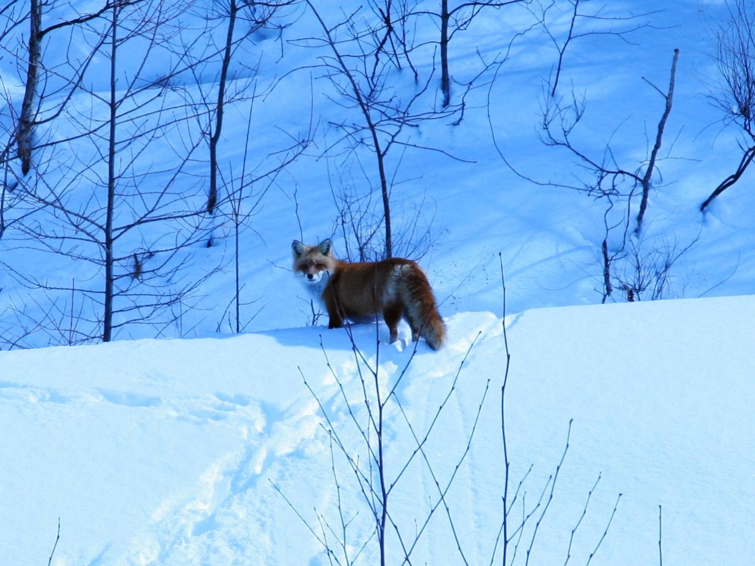 Pension Hoshi Ni Negaiwo