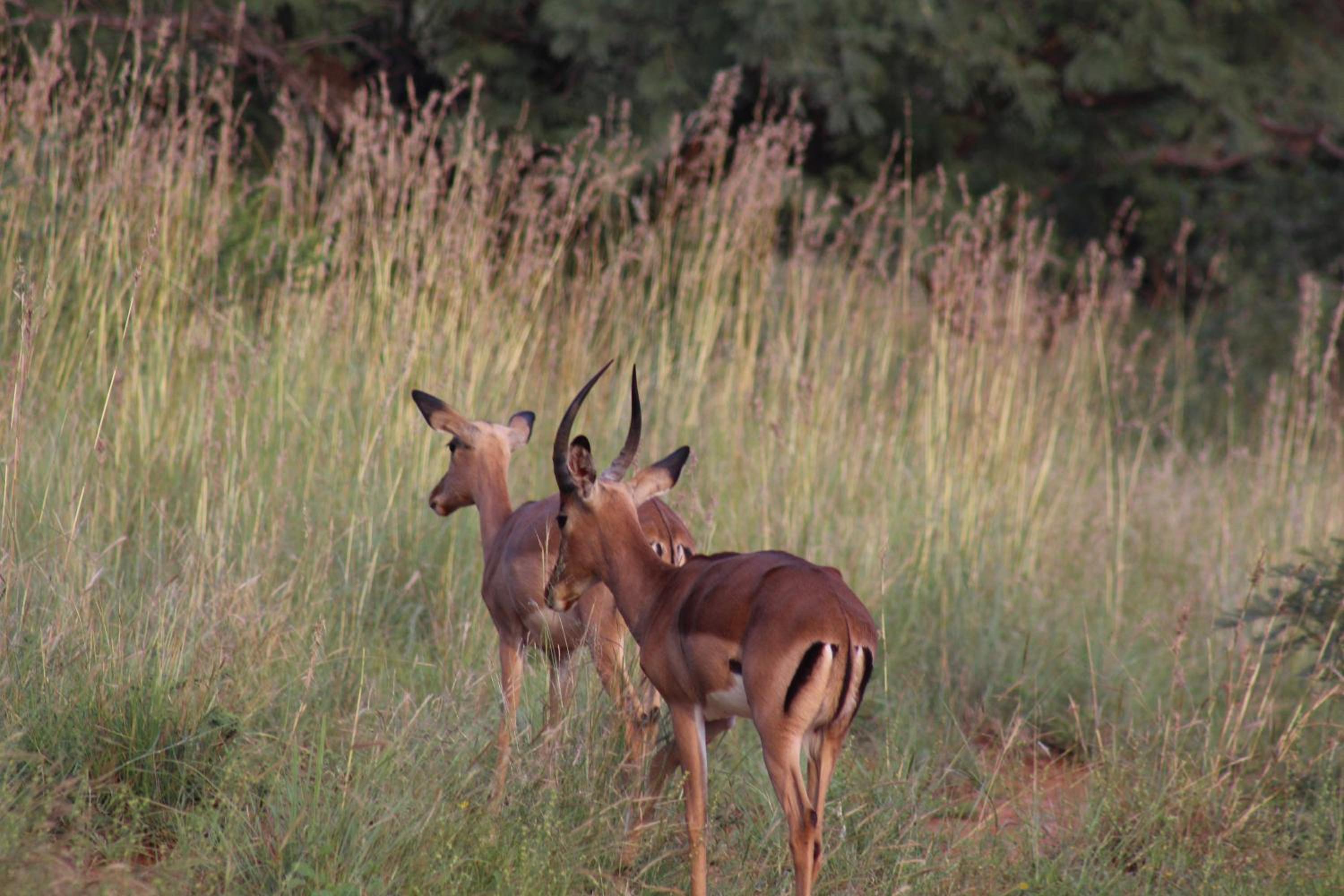 Thabaledi Game Lodge