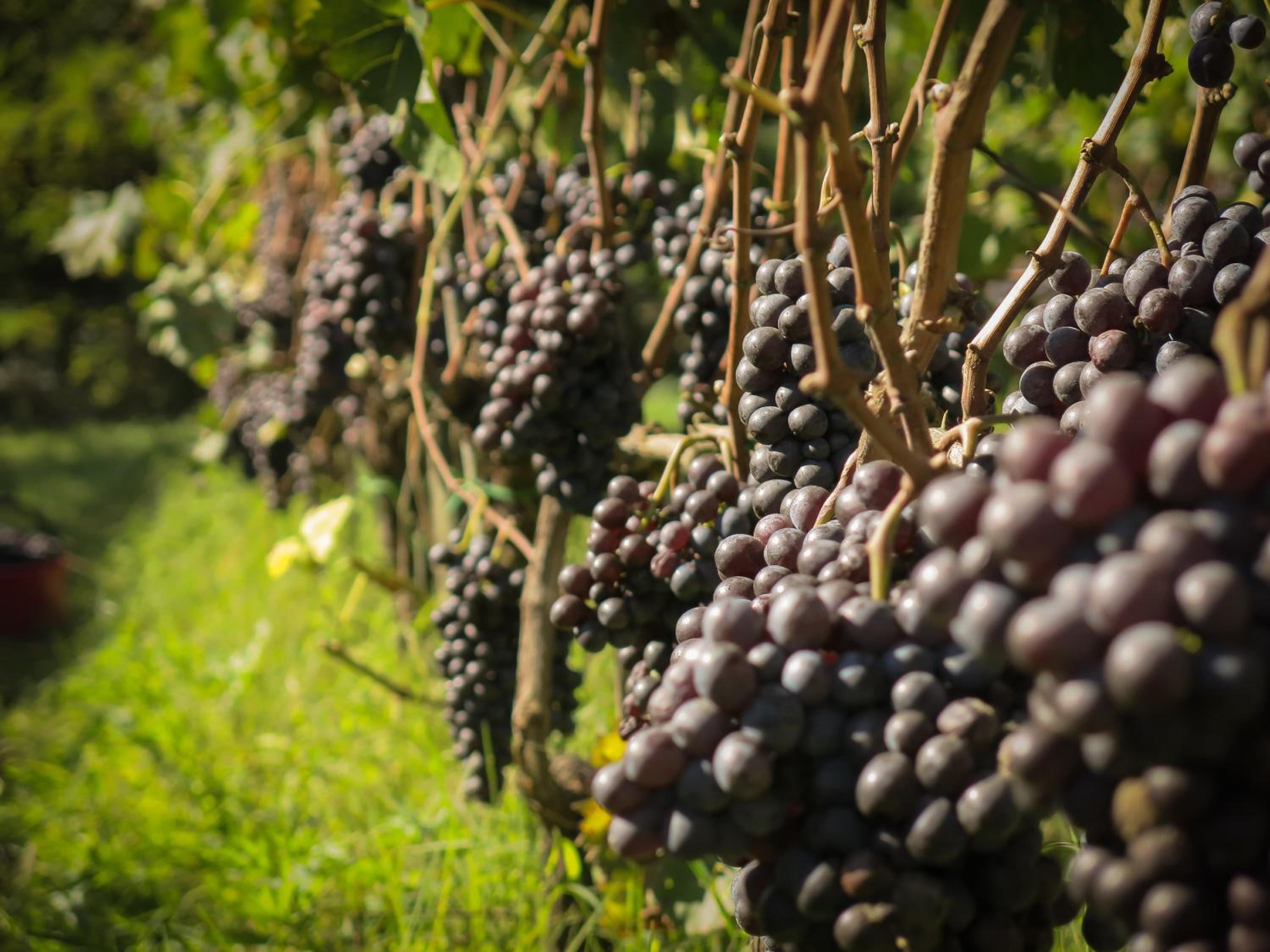 Il Molinaccio di Montepulciano