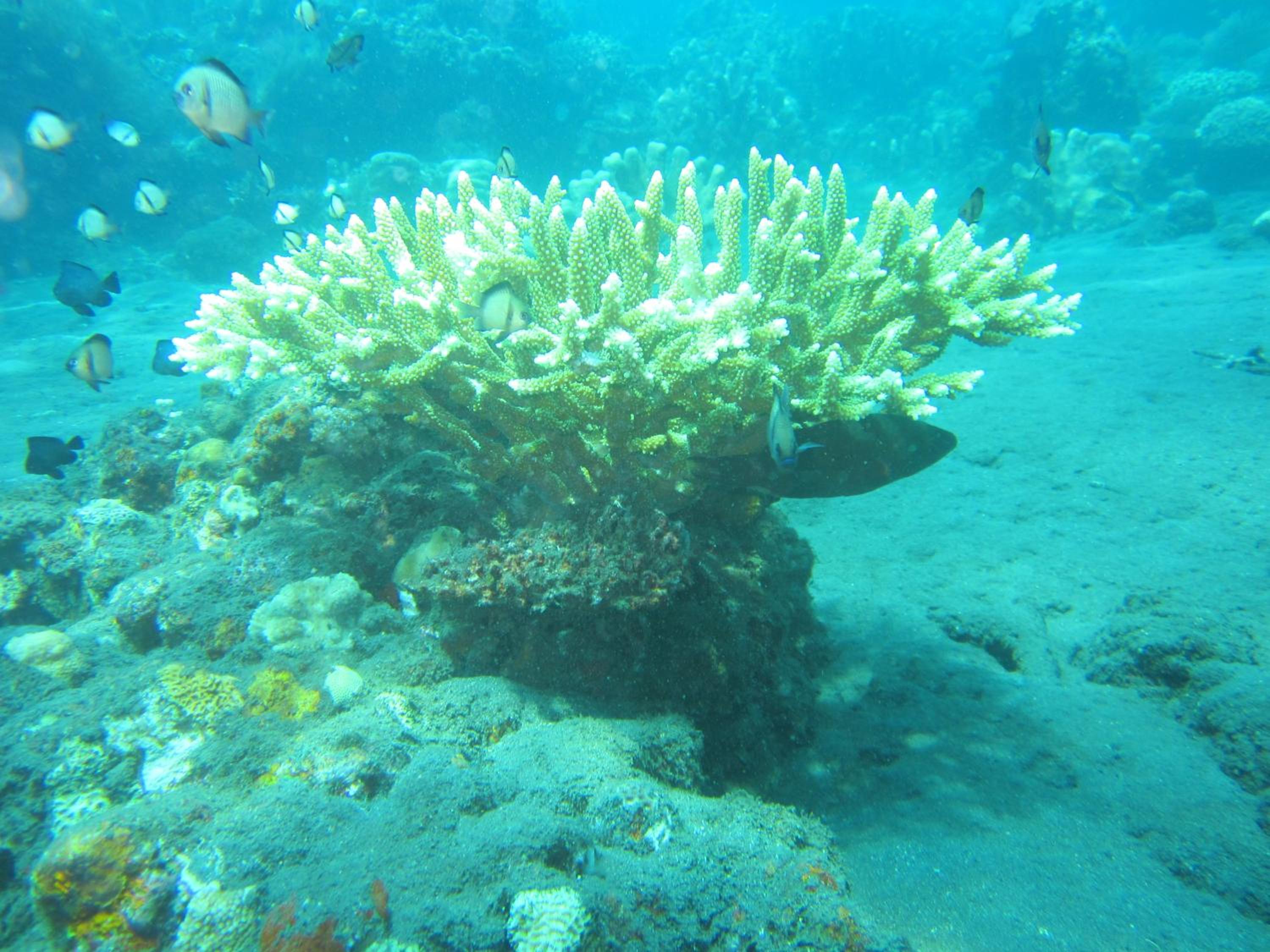 Photo 77