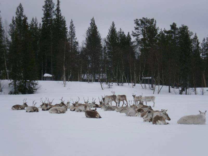Kyrön Loma