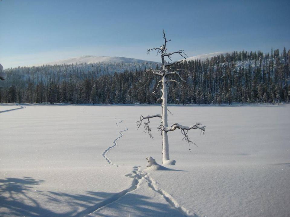 Kyrön Loma