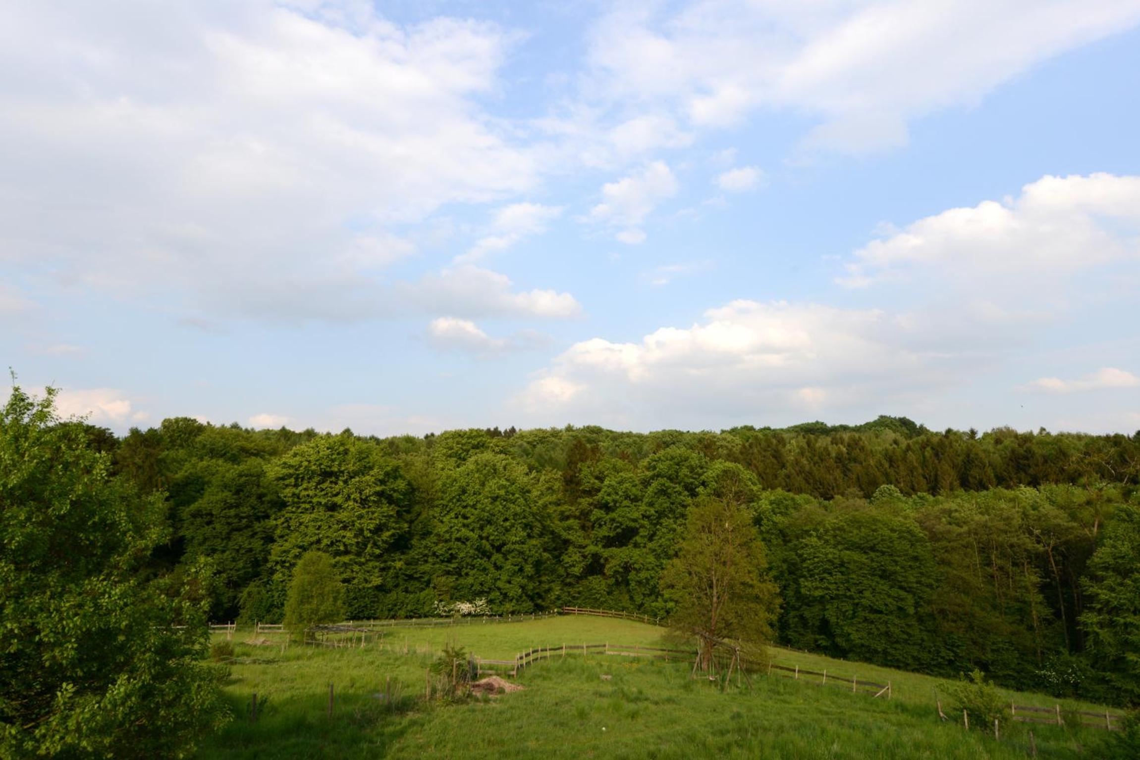 Quiet Nature Near Cologne 1