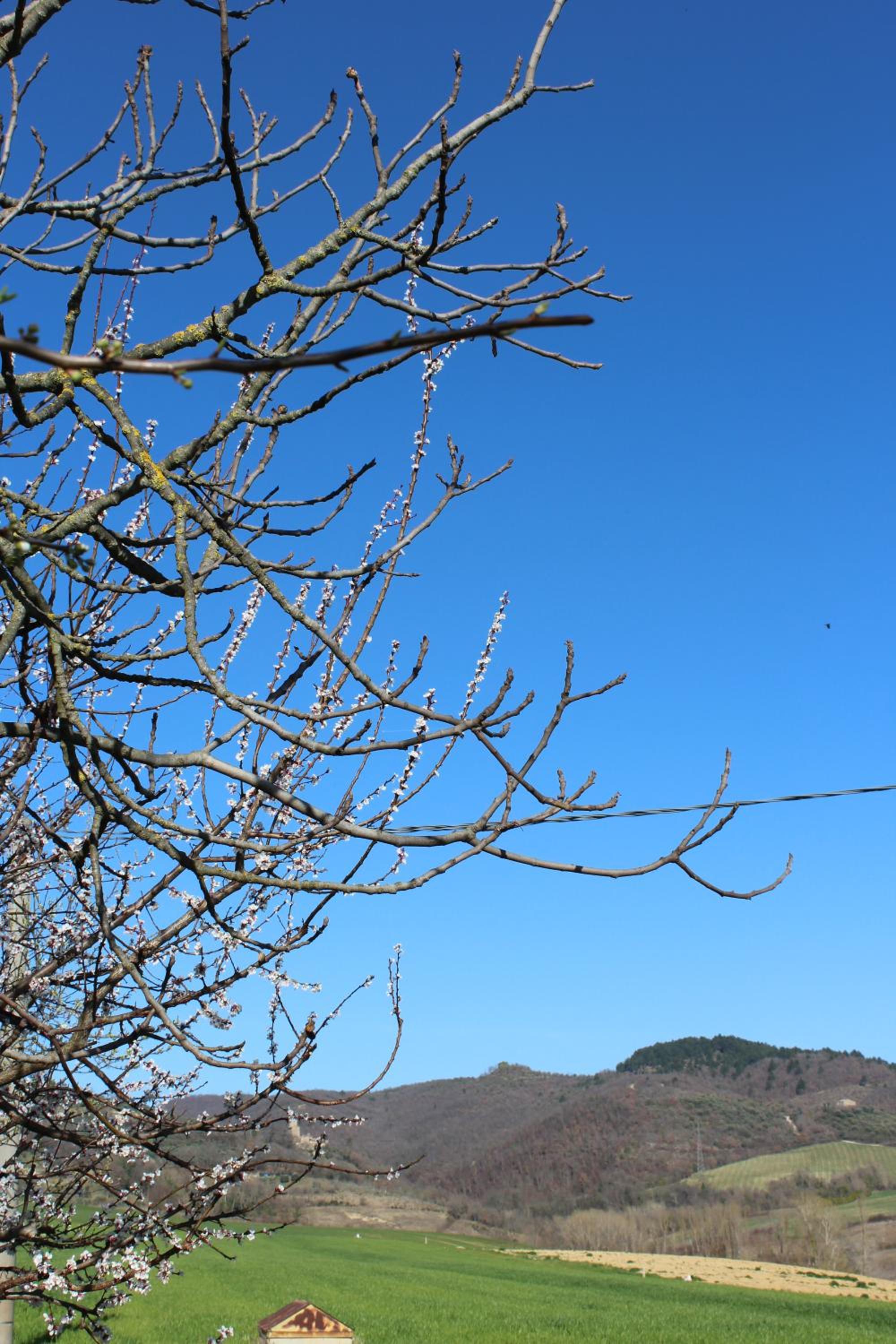Fattoria di Rigone