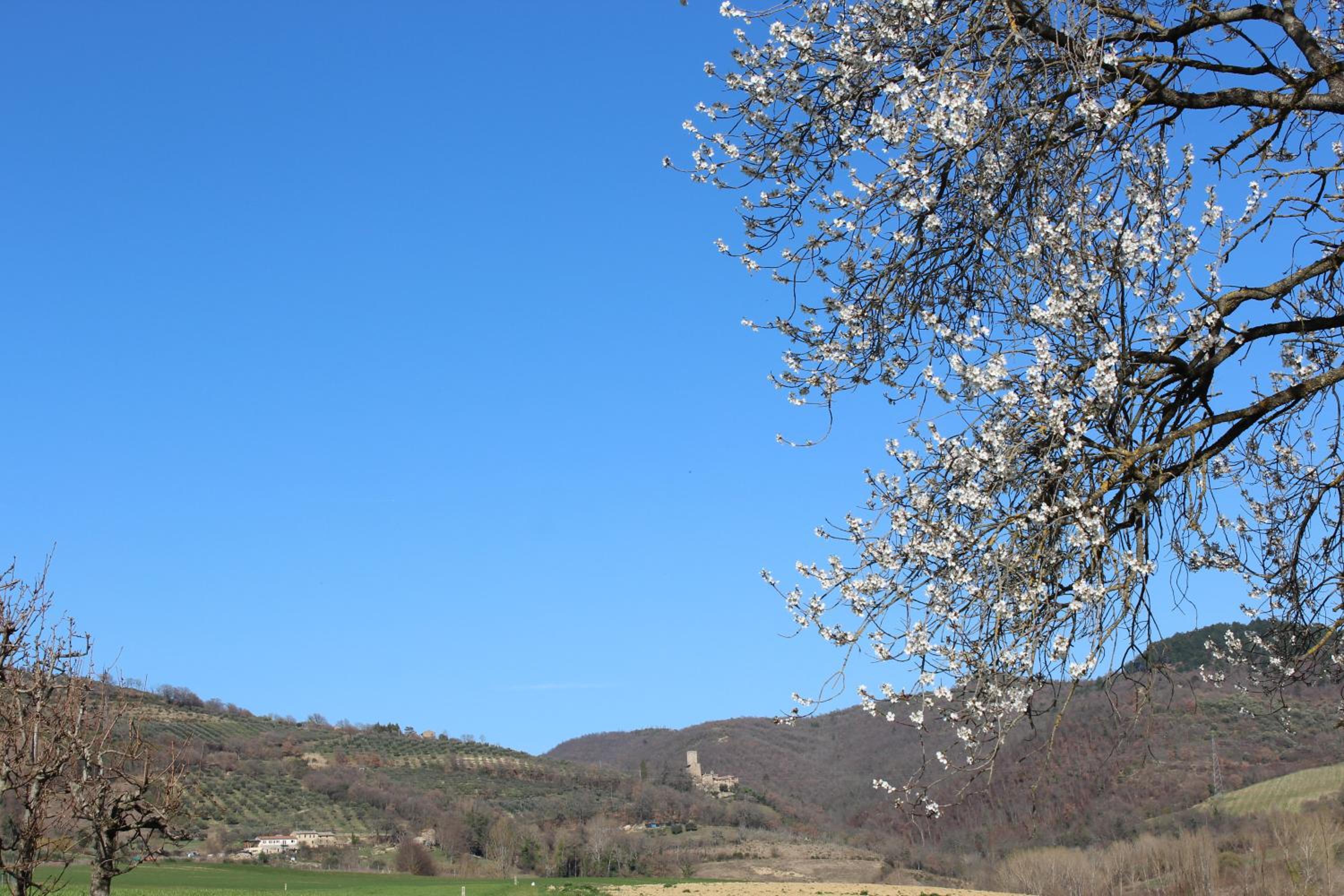 Fattoria di Rigone