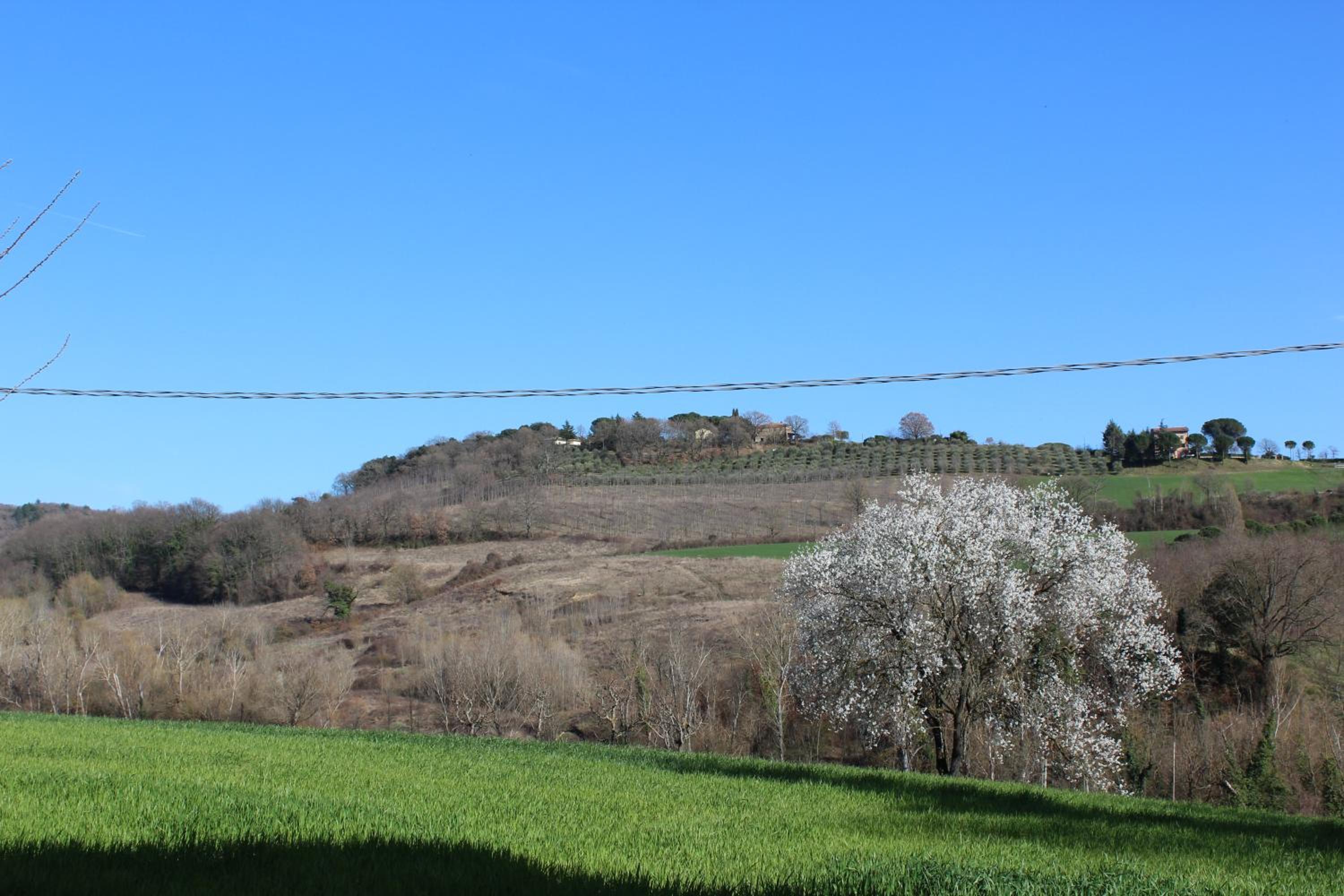 Fattoria di Rigone
