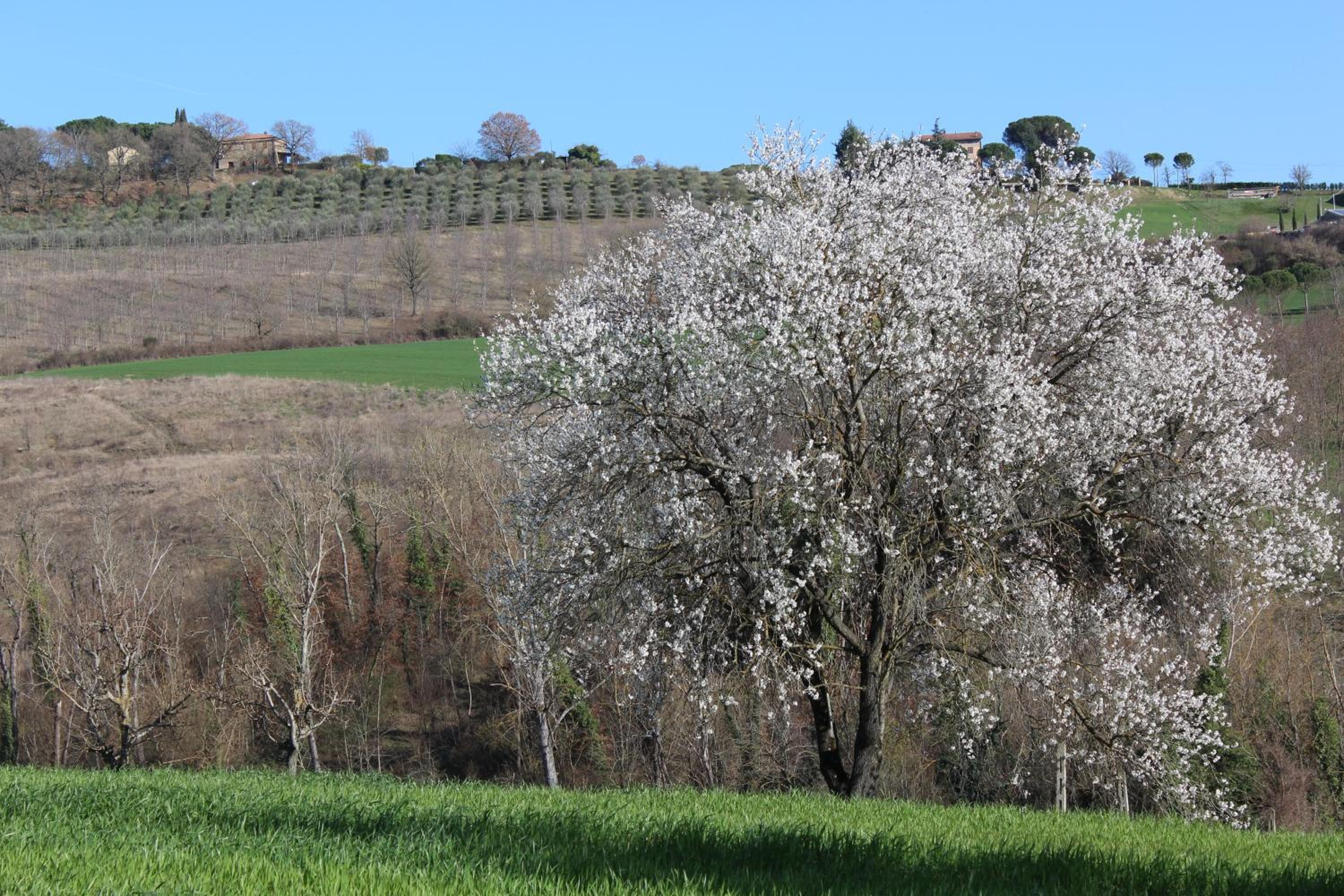 Fattoria di Rigone
