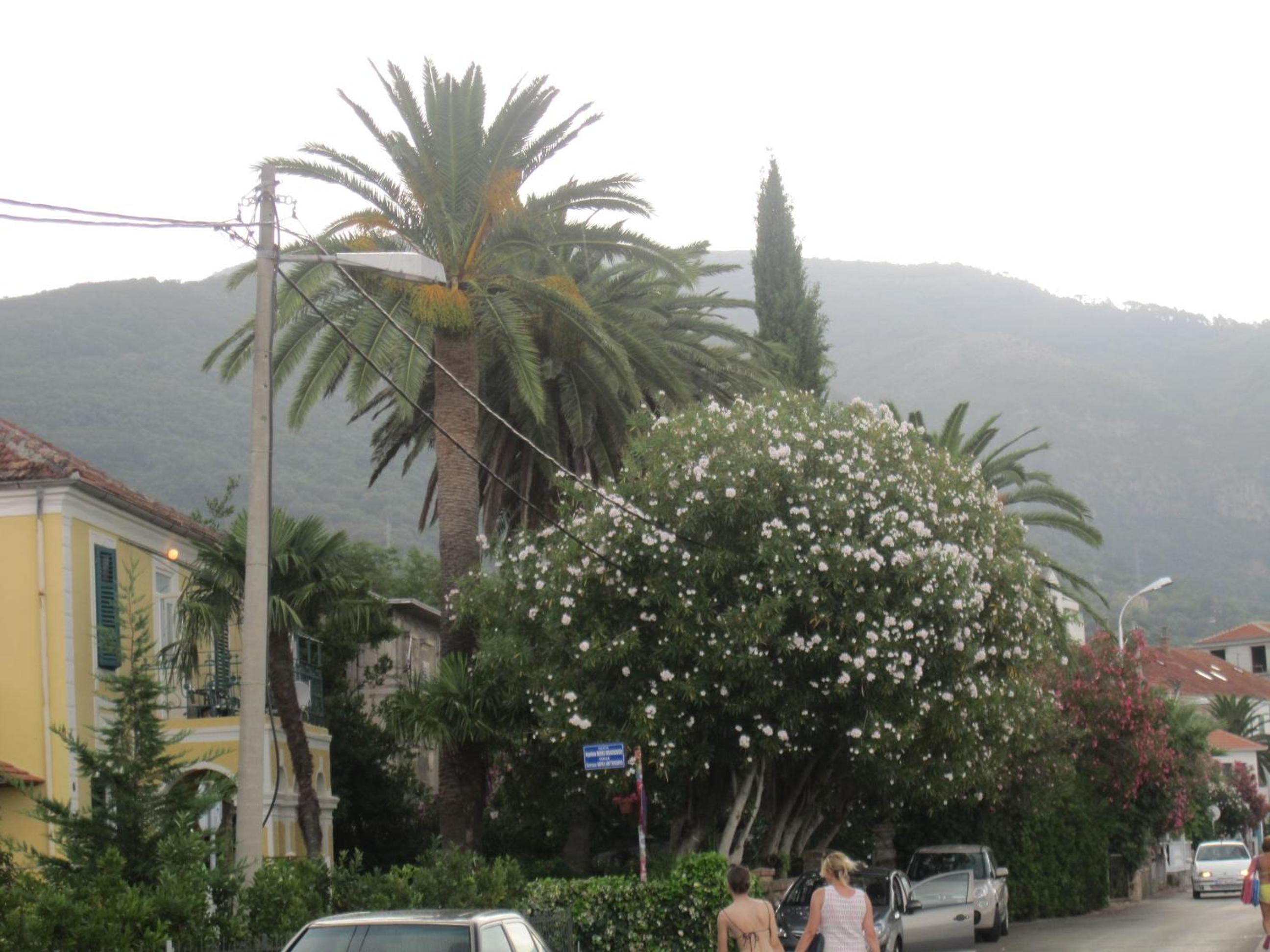 Apartments Delfin