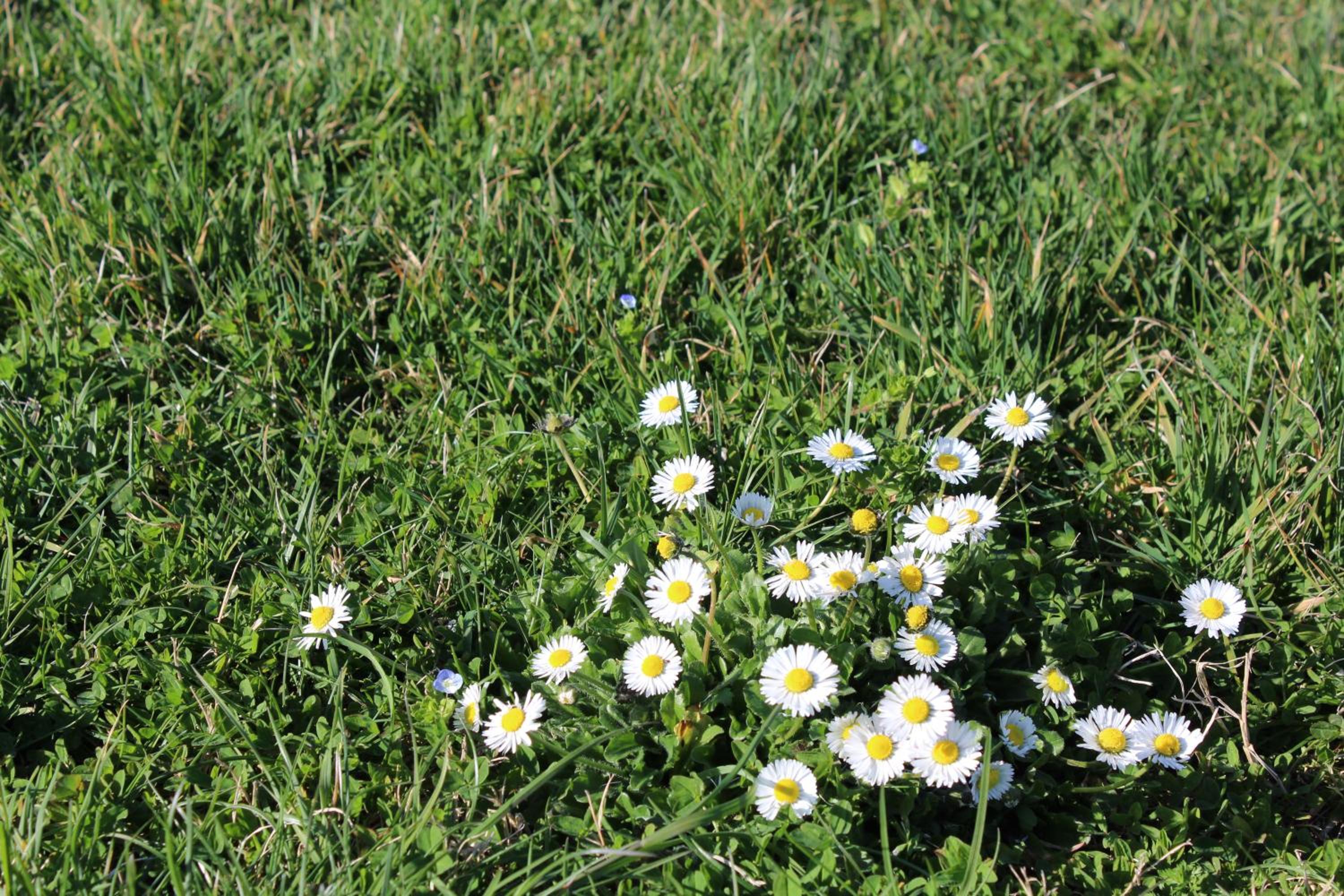 Fattoria di Rigone