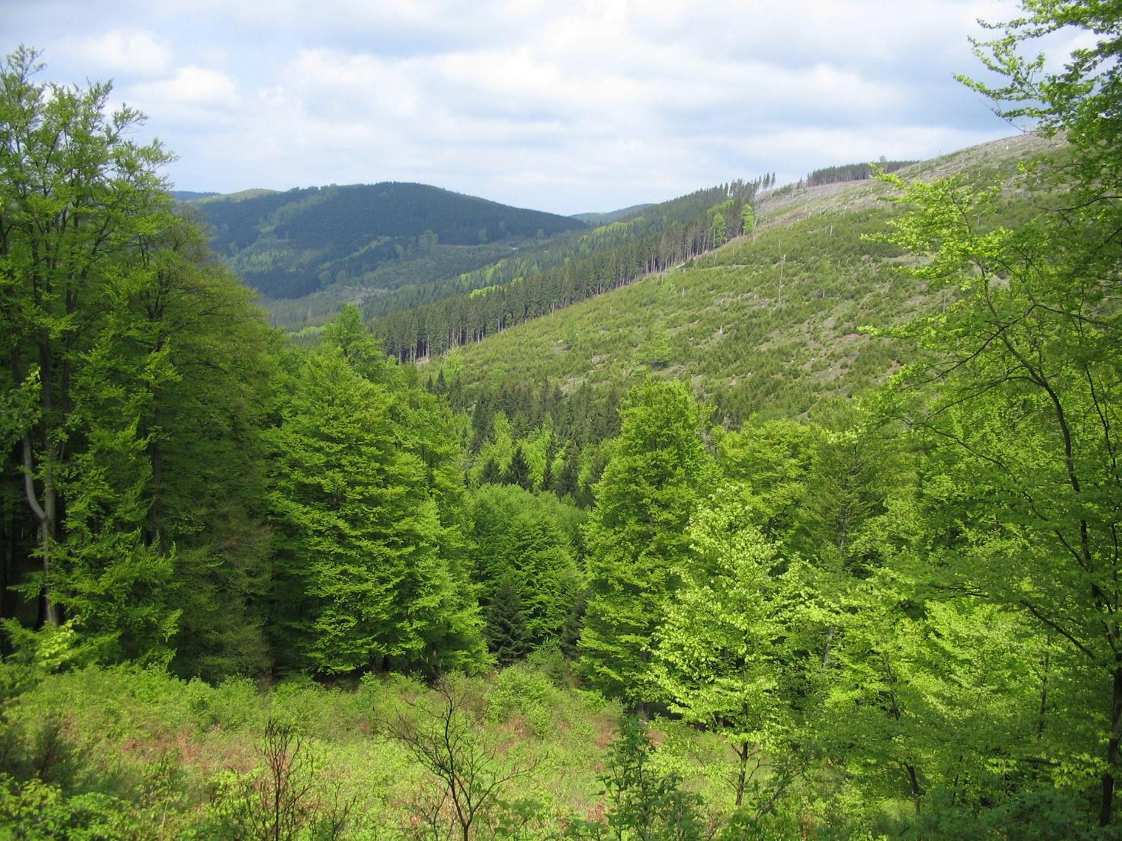 Photo 43