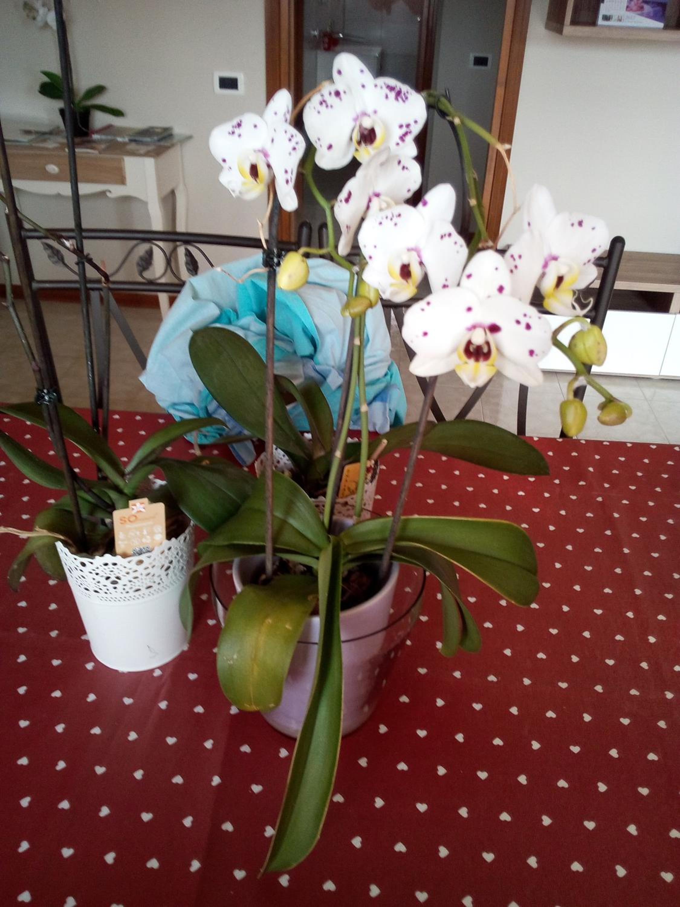 L'Orchidea di Ale