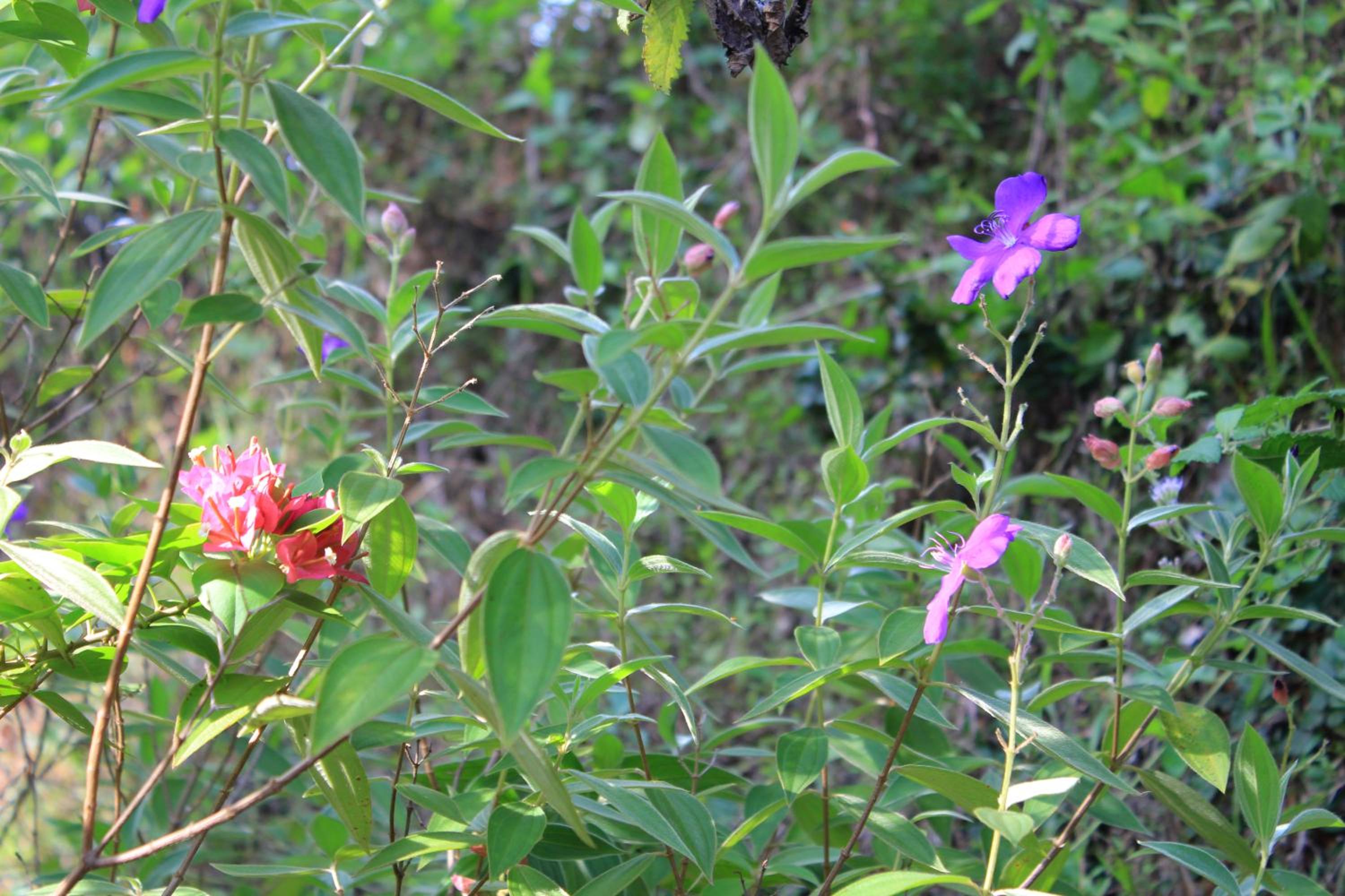 Photo 42