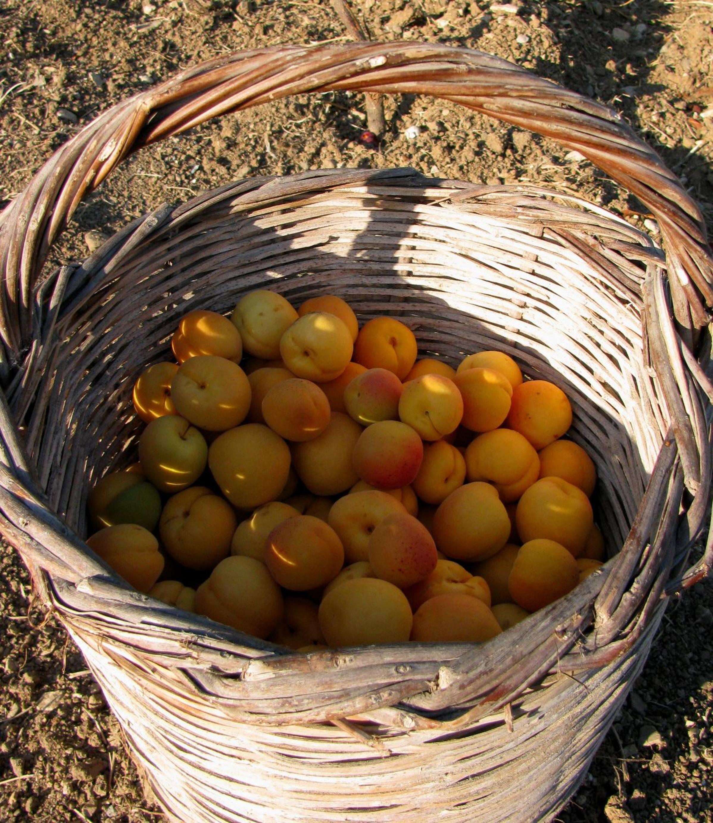 Photo 43