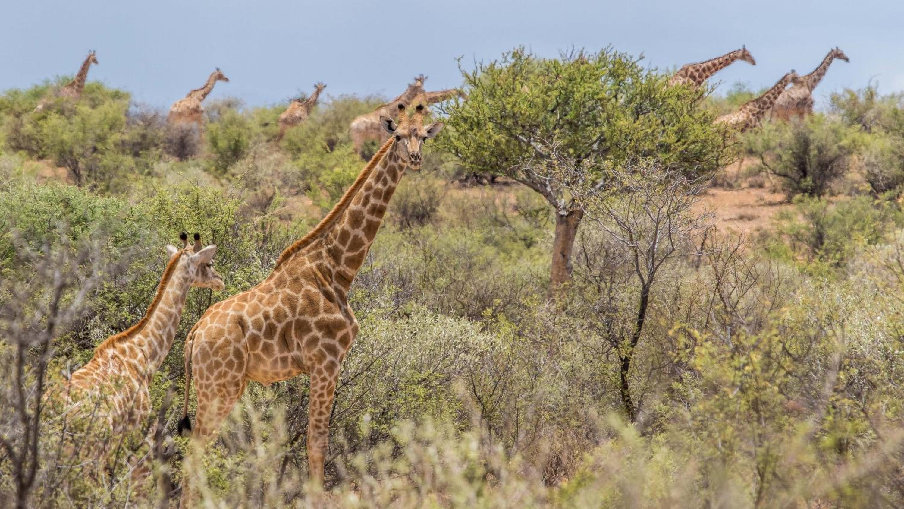 Auas Safari Lodge