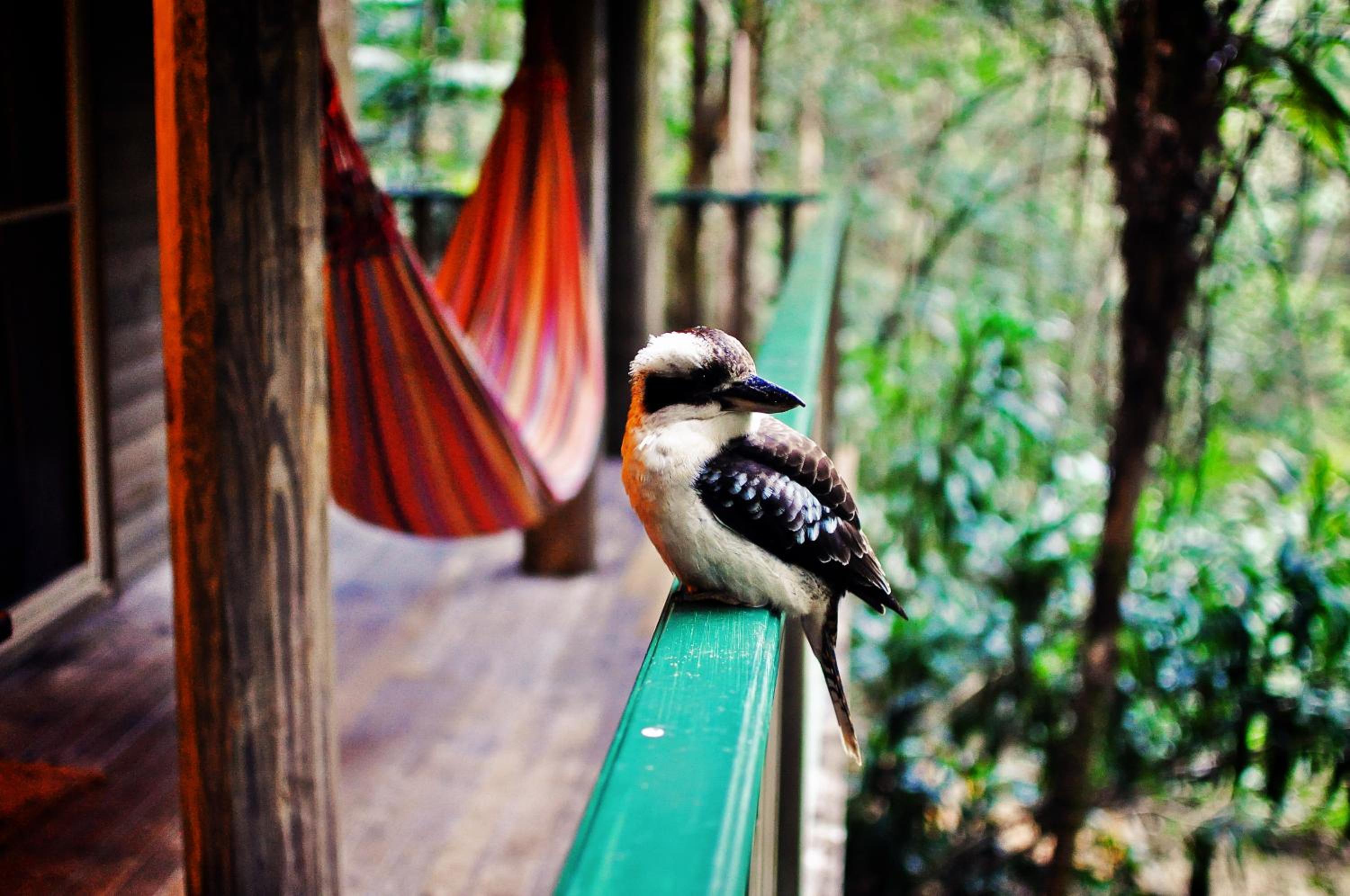 Narrows Escape Rainforest Retreat