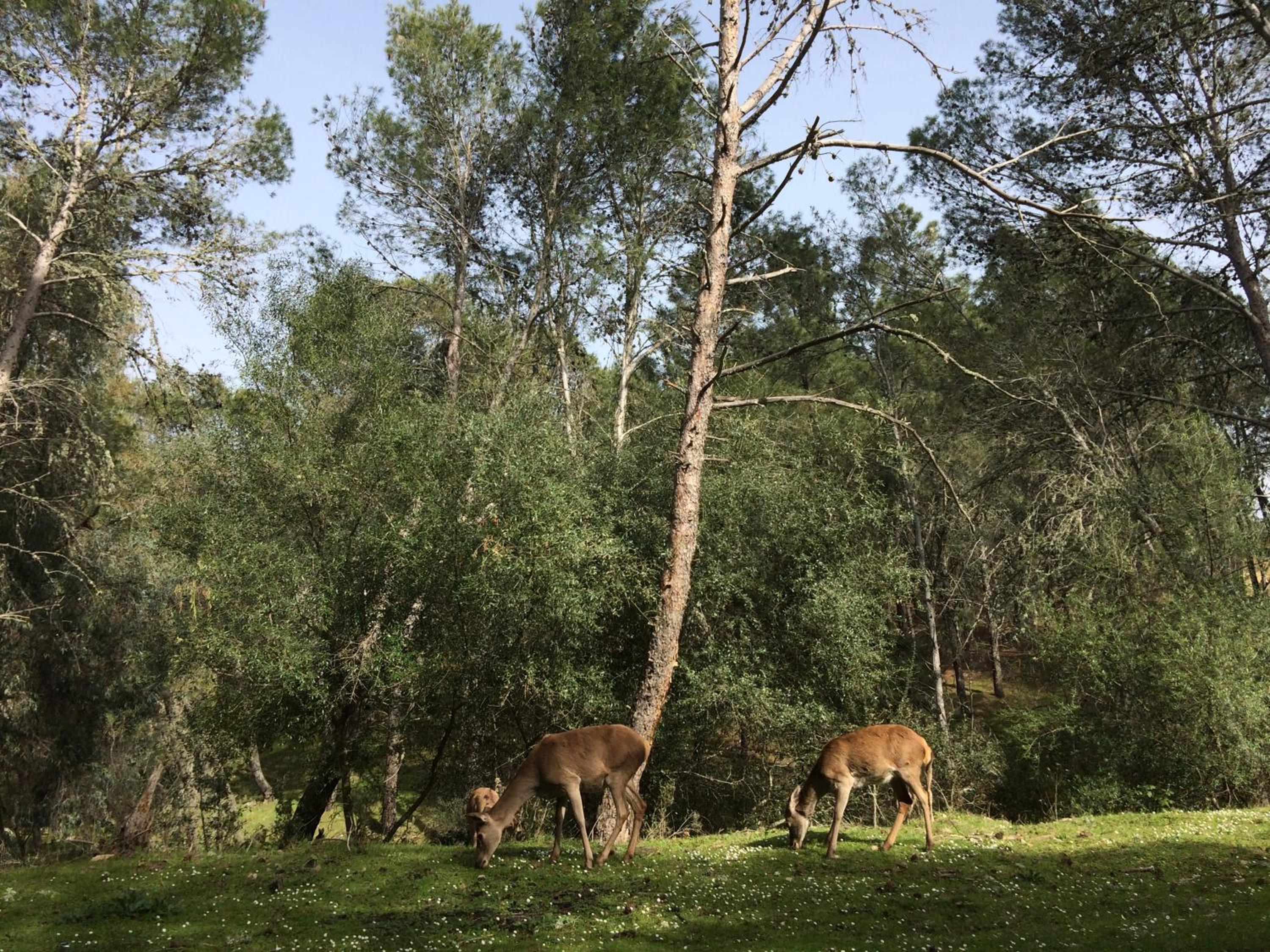 La Cerca Del Alcornoque