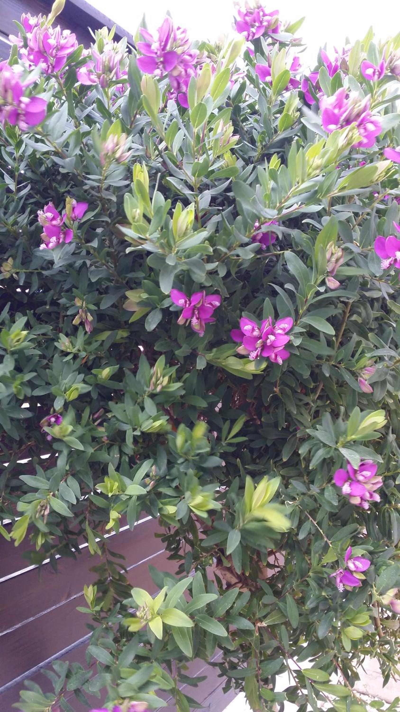 Photo 42