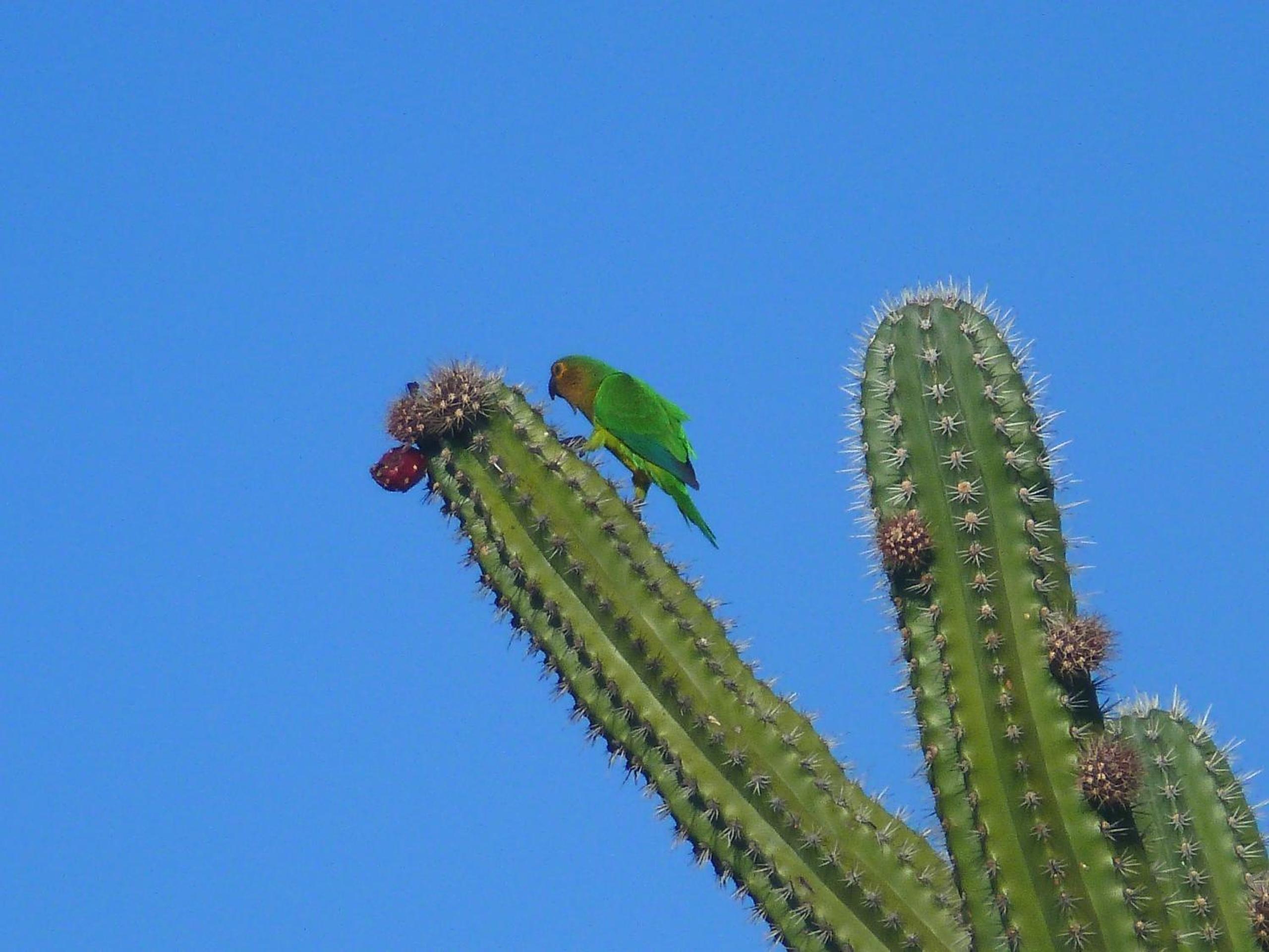 Alta Montaña