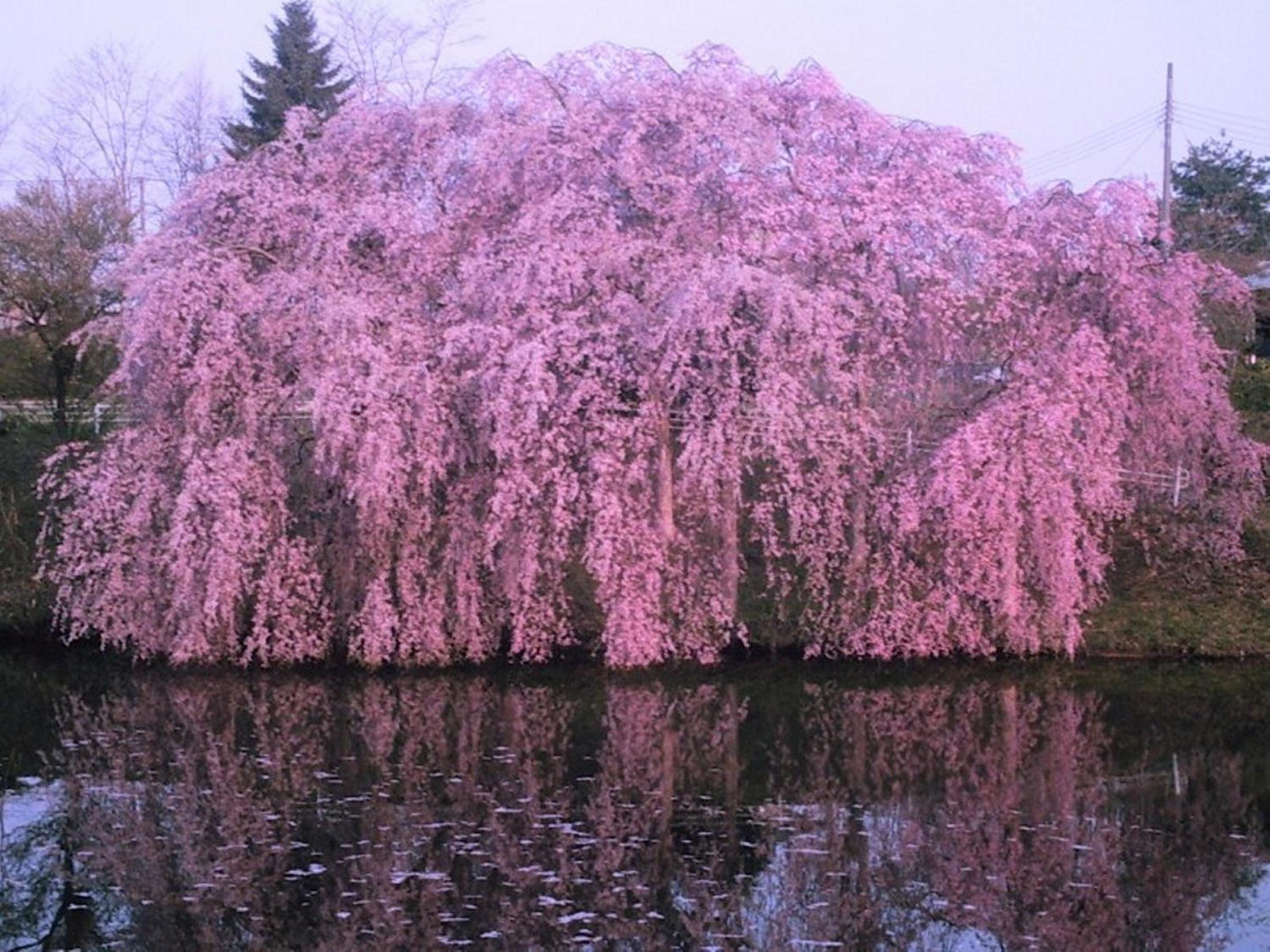 Yamayuri no Yado
