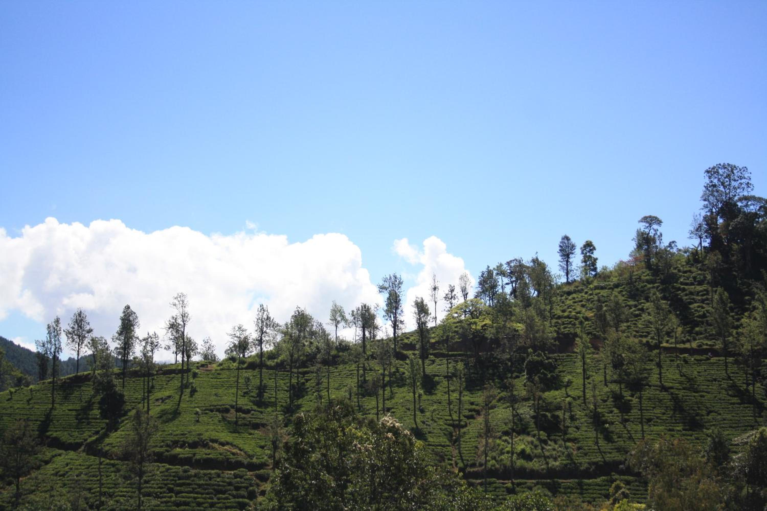 Ella Jayamali Homestay