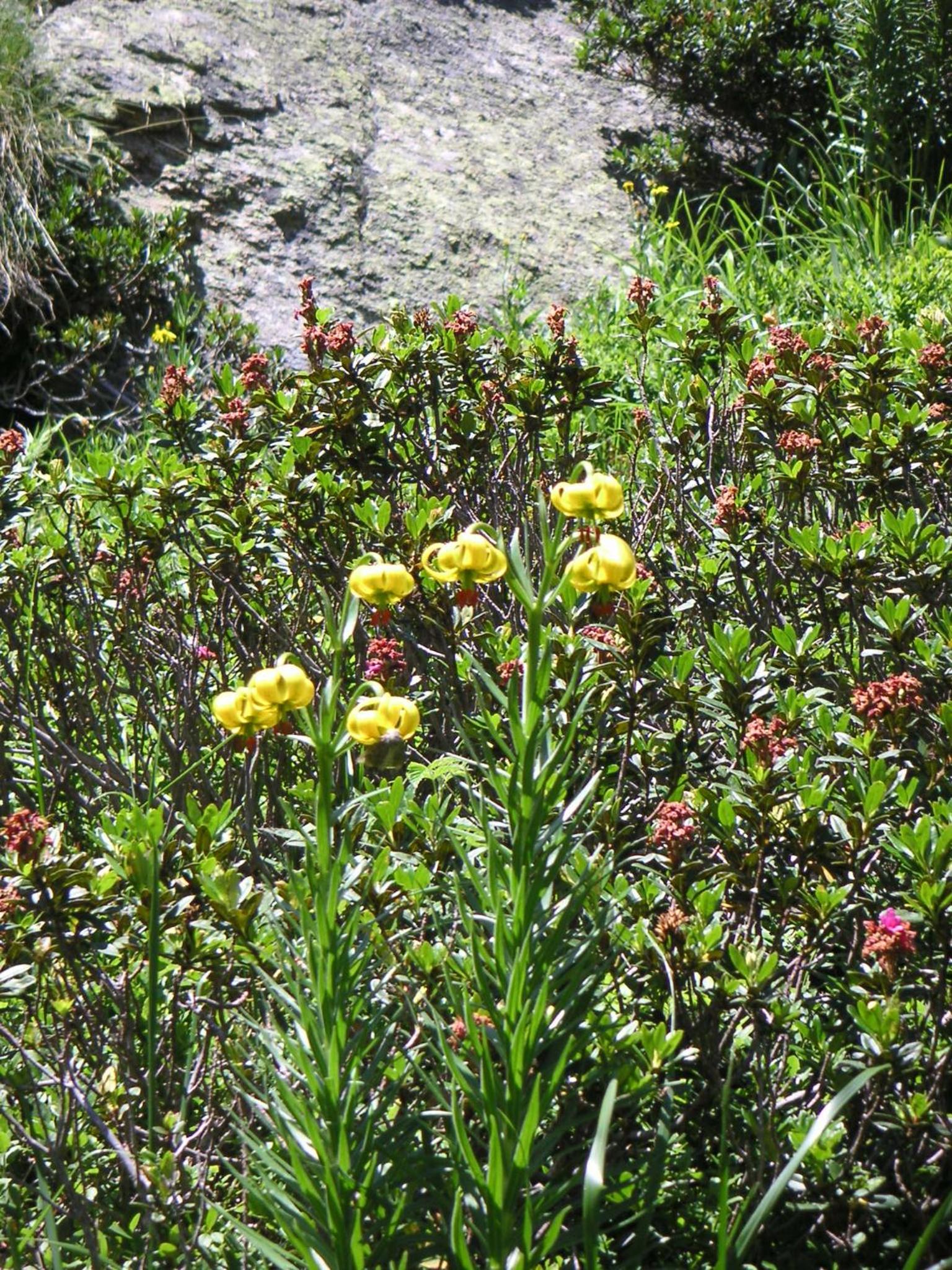 Les FEICHES et MARGUERITES