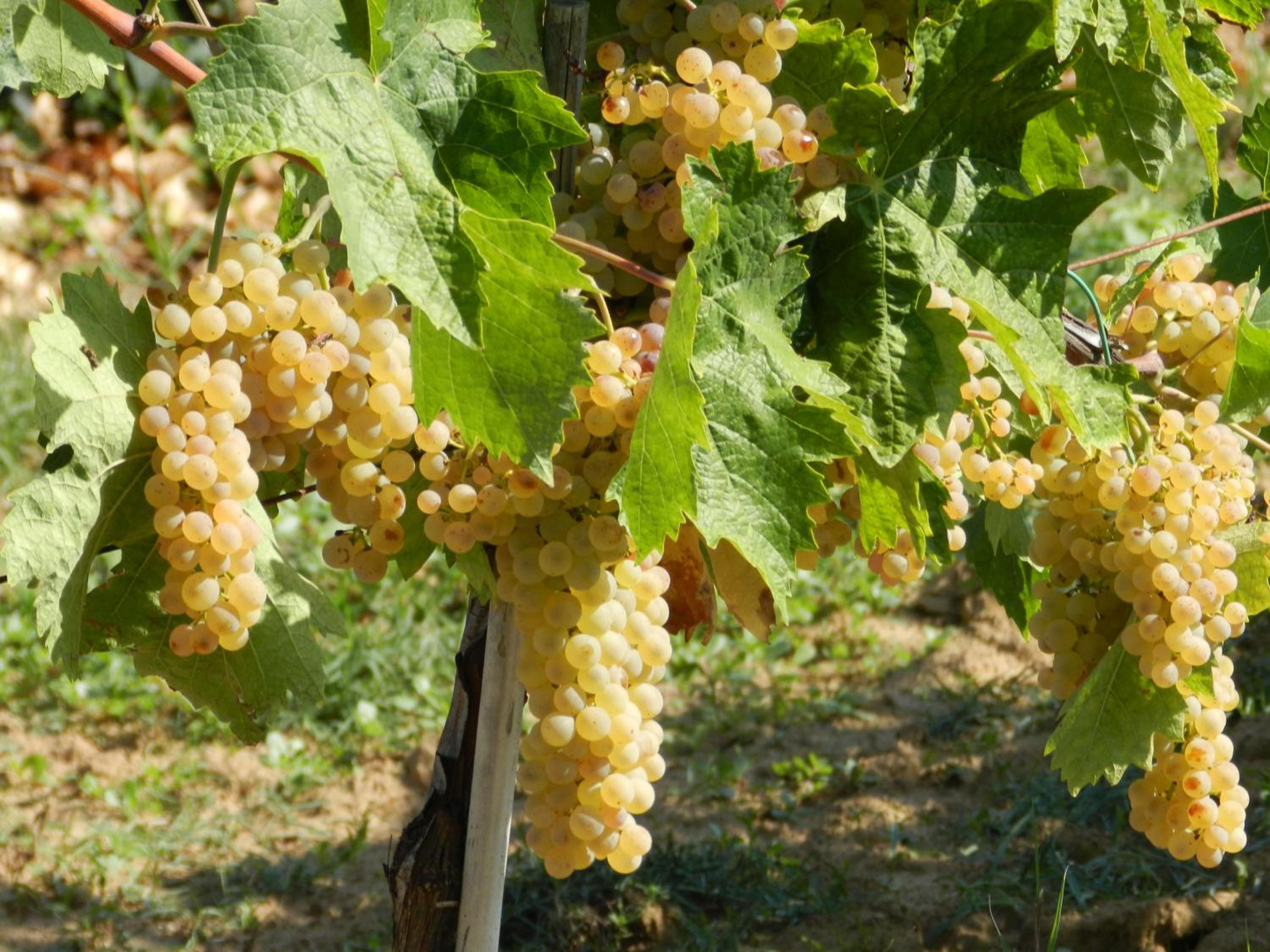 Agriturismo Fusini