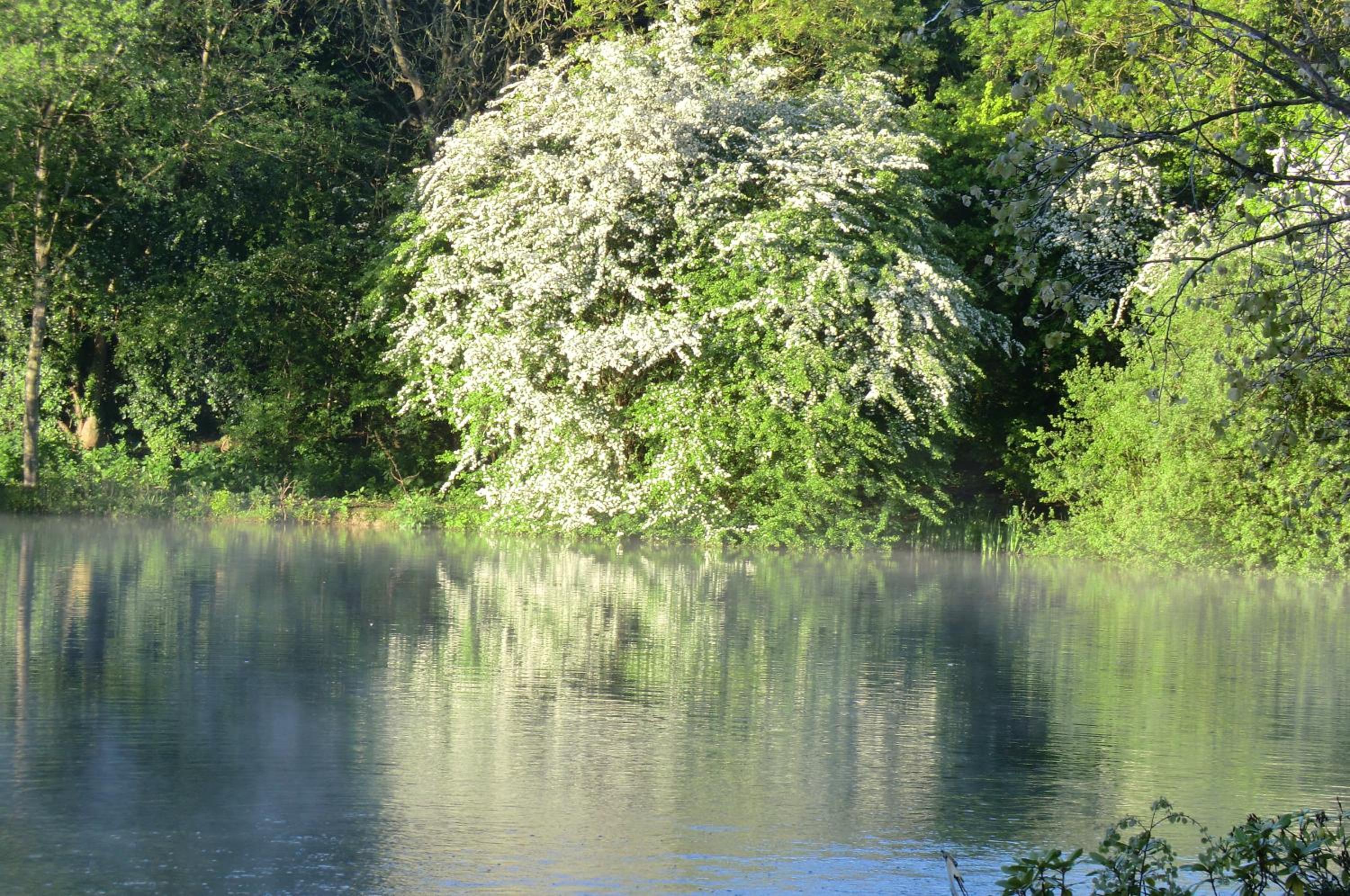 Photo 41