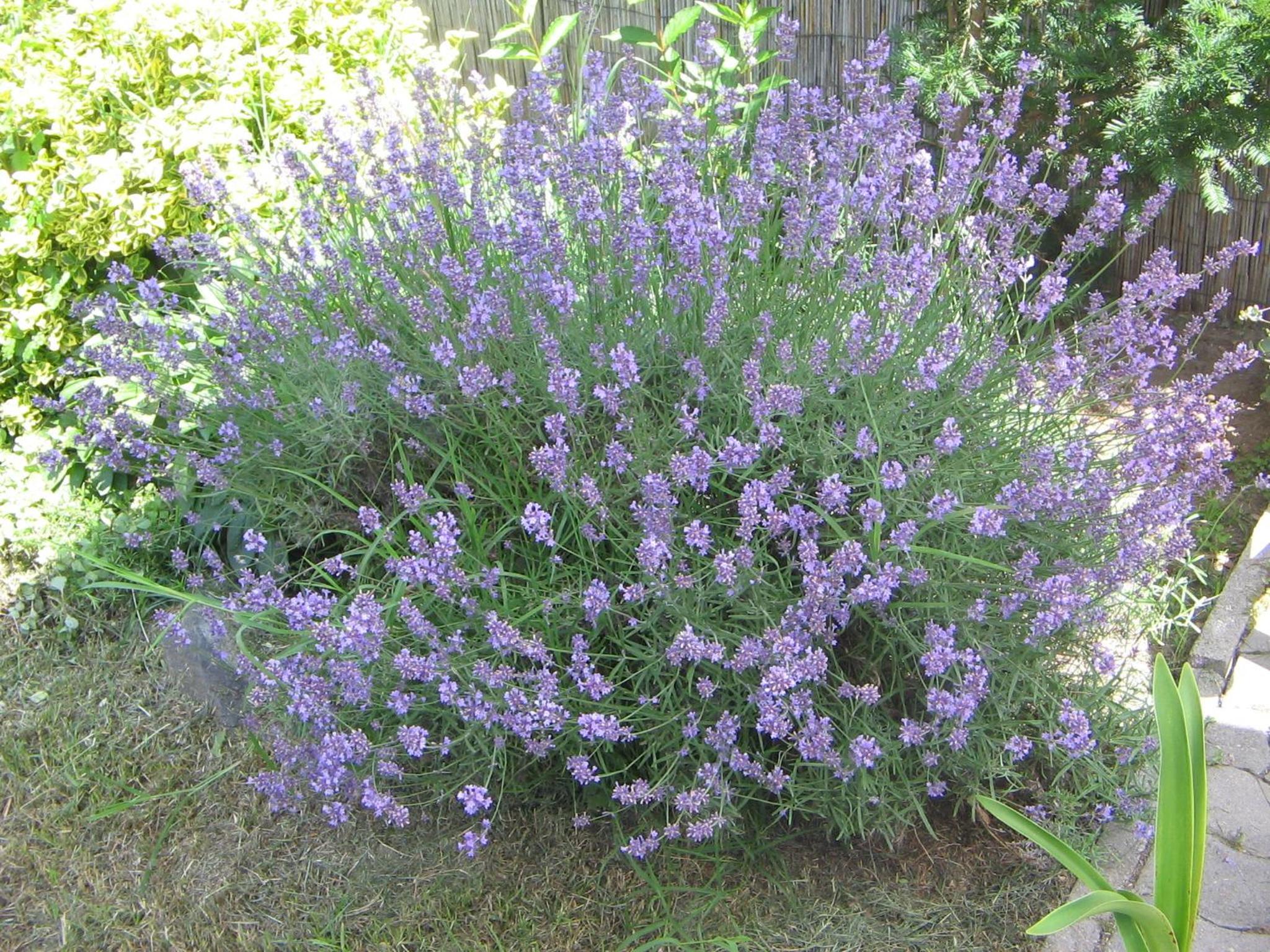 Photo 39
