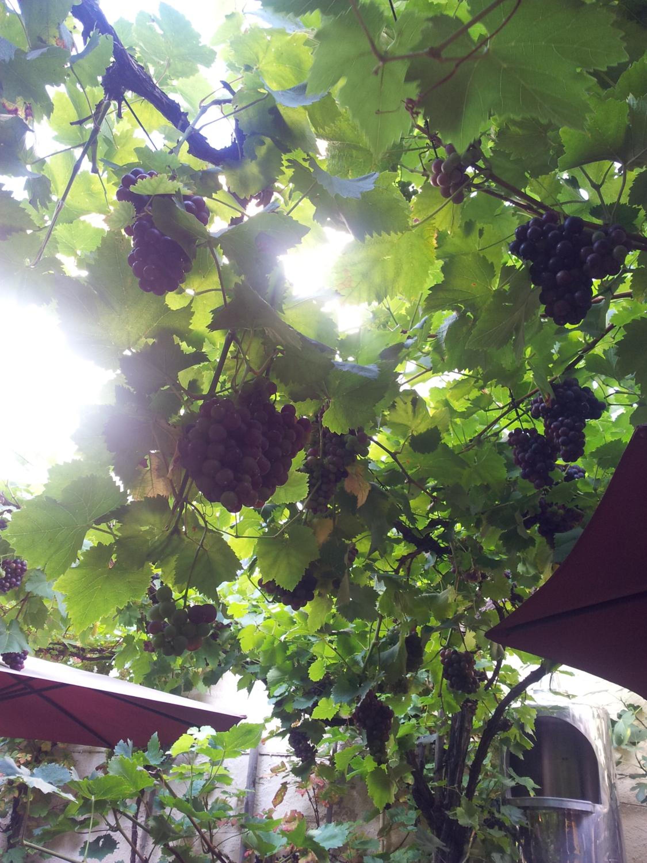 Weingut Haxel