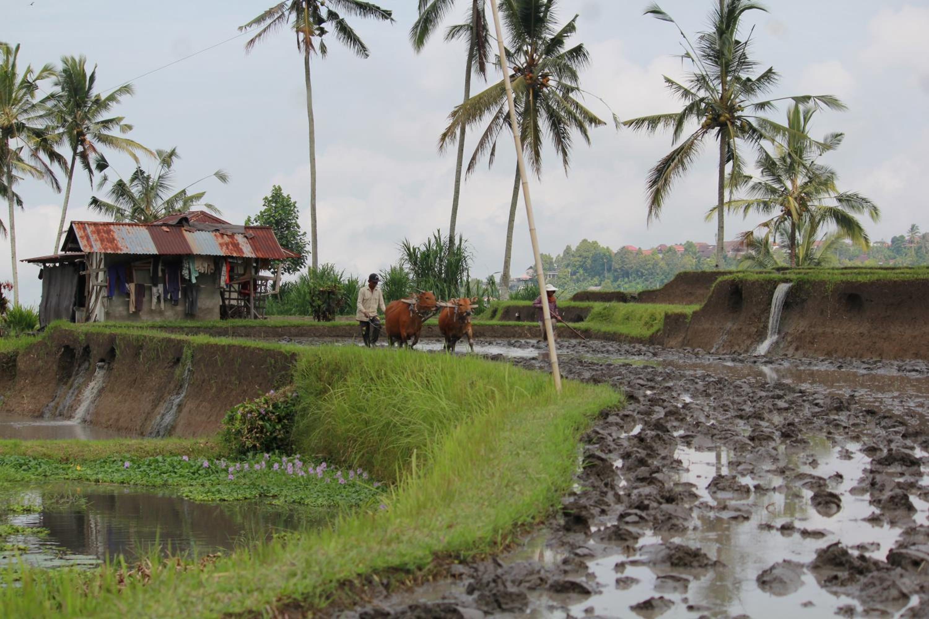Melanting Cottages