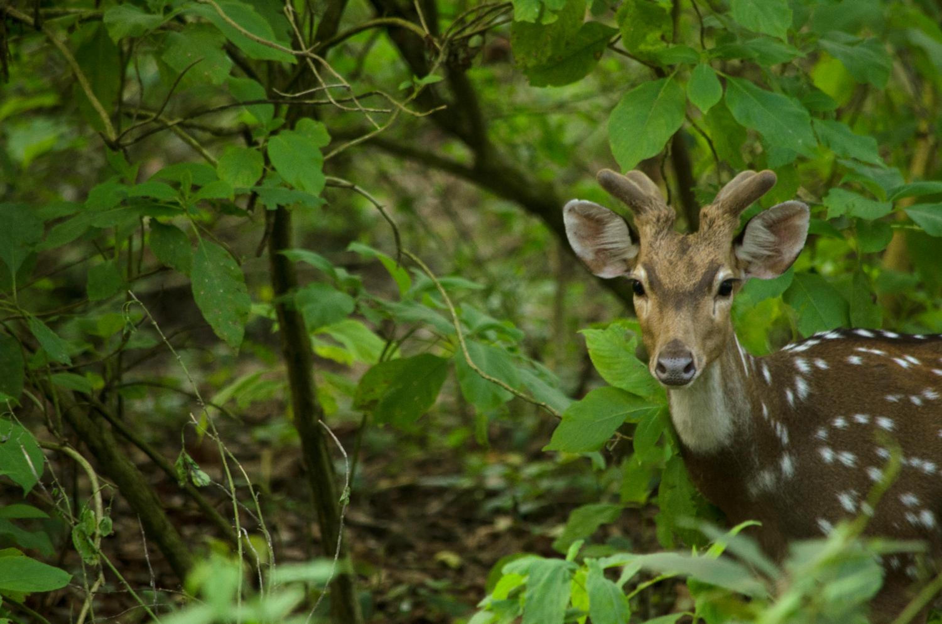 Kasara Chitwan