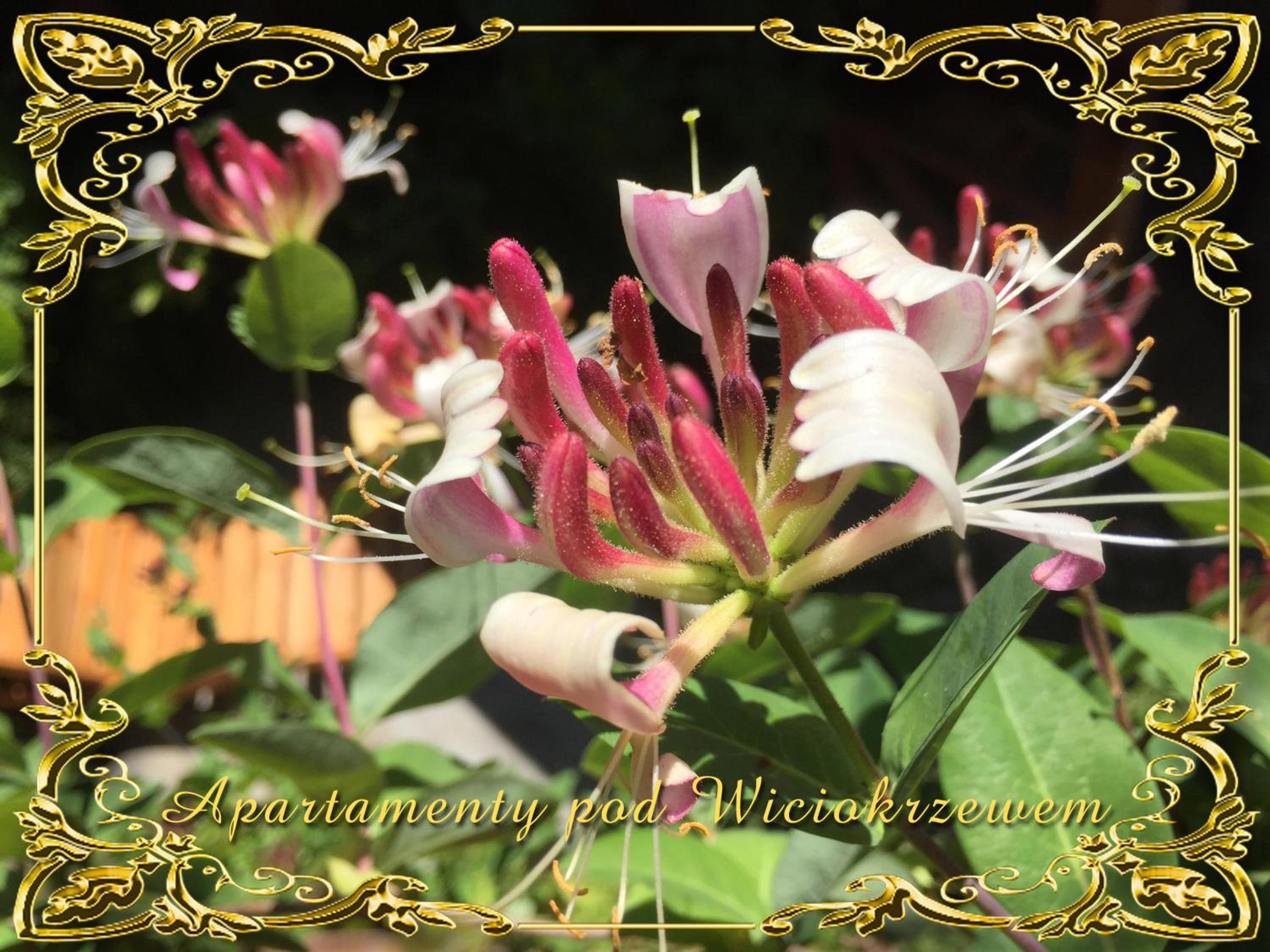 Photo 61