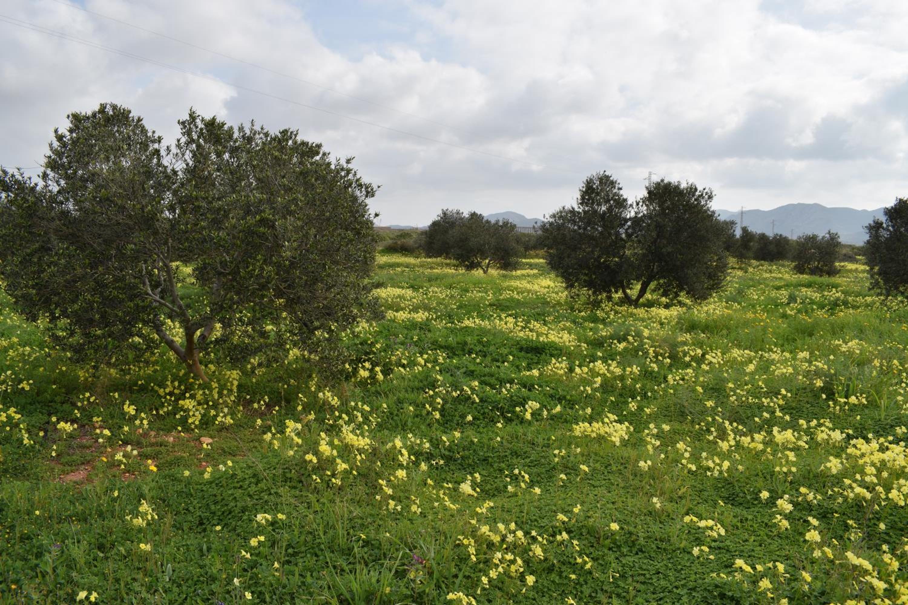 Cortijo La Molina de Cabo de Gata - Property Image 11